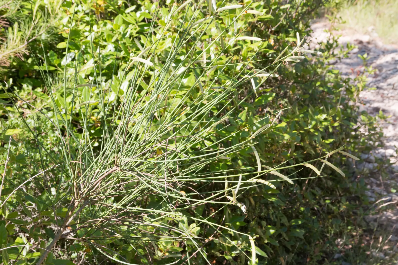 Spanish Broom (Spartium Junceum) — yellow flowers in the garden