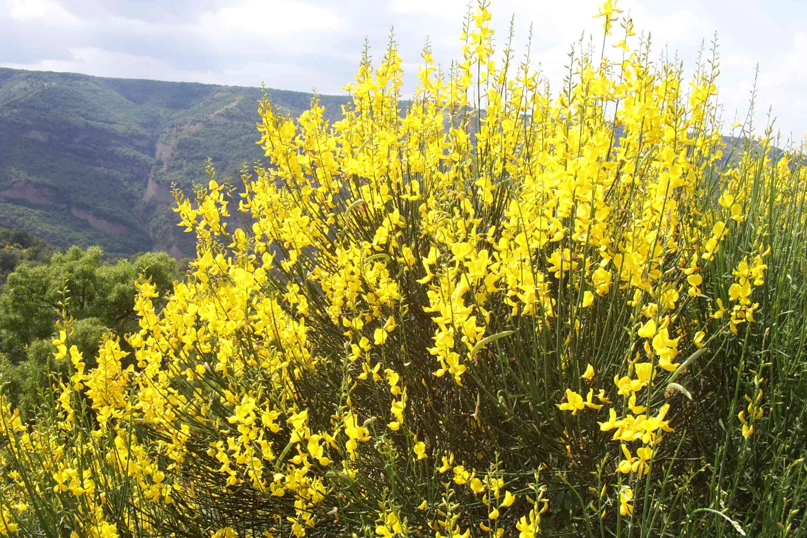 Spanish Broom (Spartium Junceum) — This hardy plant thrives in full sun and well-drained soils, requiring minimal water once established; spanish, image 75