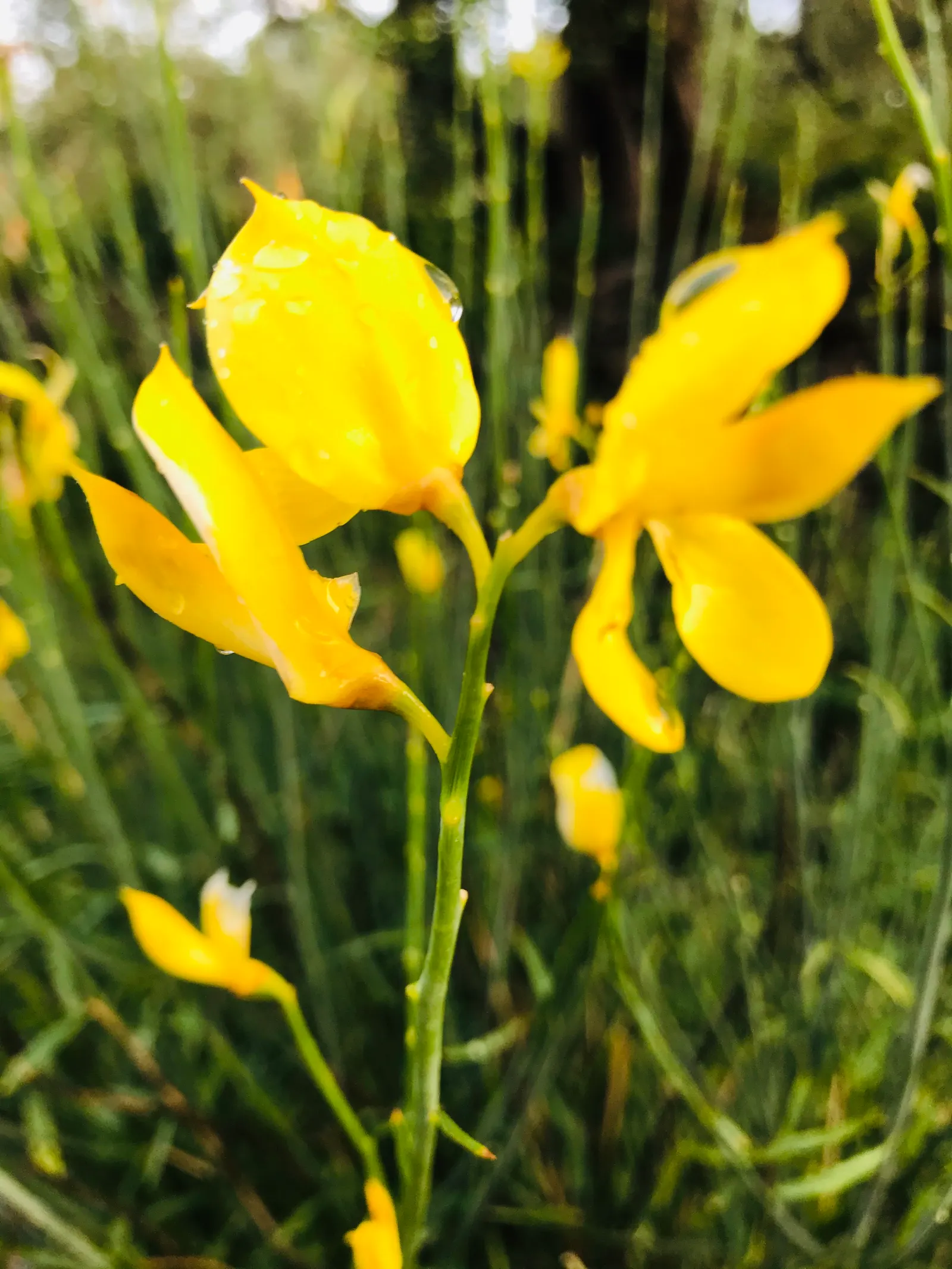 Spanish Broom (Spartium Junceum) — Ideal for low-maintenance areas or as an ornamental feature for drought-tolerant gardens