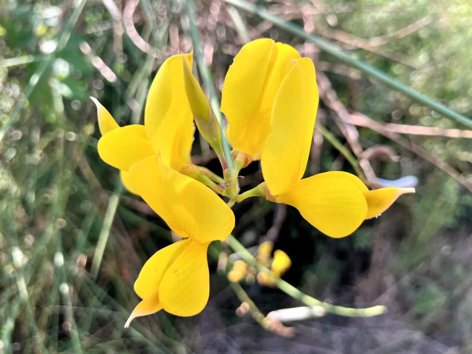 Spanish Broom (Spartium Junceum) — rush-like stems that remain nearly leafless throughout the year