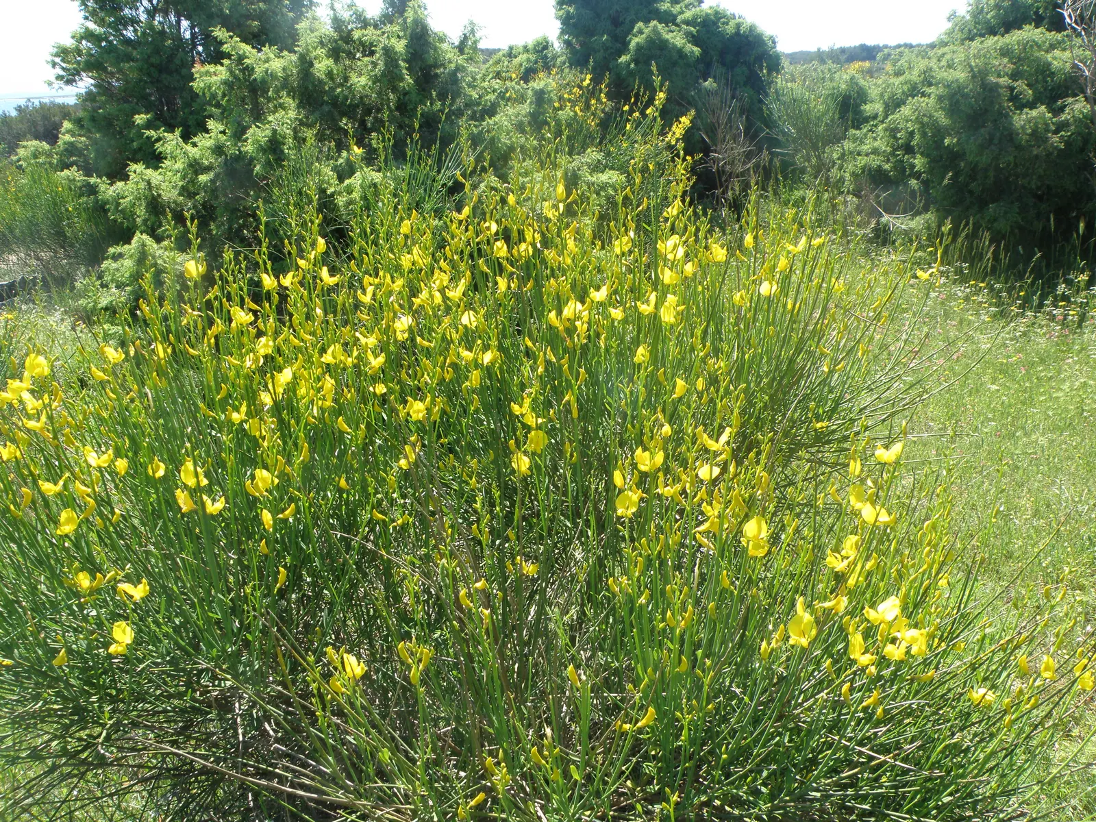 Spanish Broom (Spartium Junceum) — yellow flowers in the garden; this hardy plant thrives in full sun and well-drained soils, requiring minimal water once