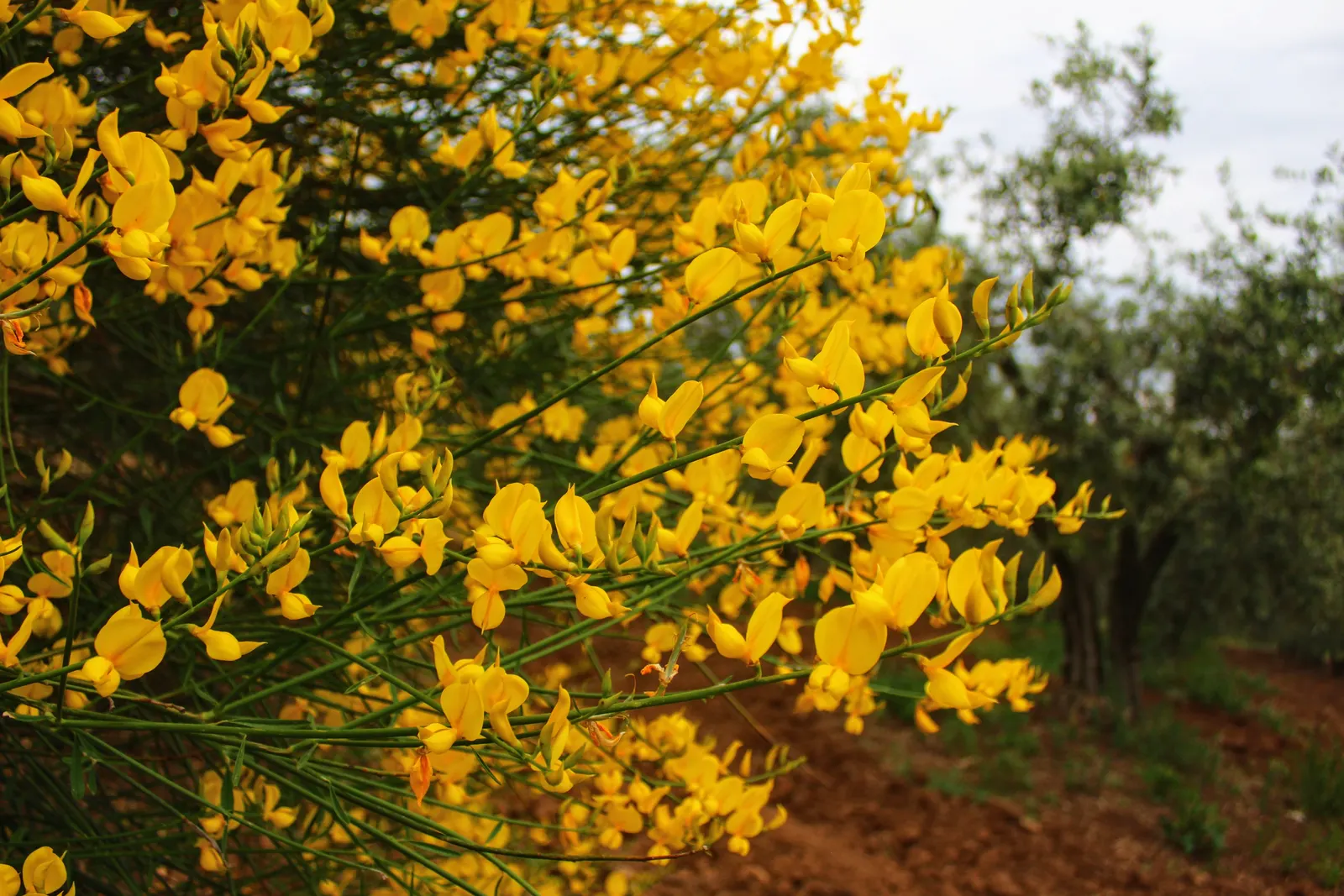 Spanish Broom (Spartium Junceum) — Spanish Broom requires little pruning and can withstand poor soil conditions and coastal sea spray; with a pH, image 62