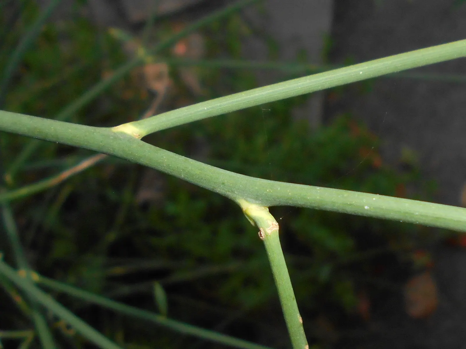 Spanish Broom (Spartium Junceum) — it adds a splash of color to any landscape; it typically grows to an impressive height of 6 to 10 feet with an, image 74