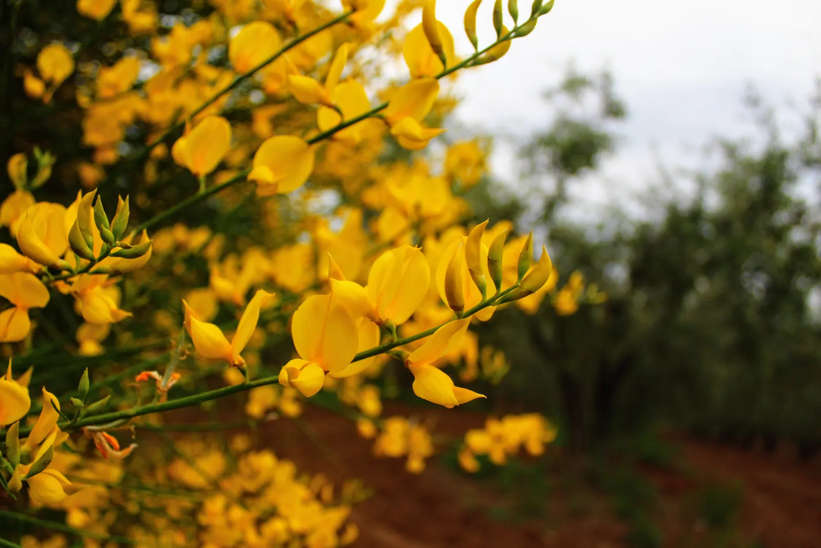 Spanish Broom (Spartium Junceum) — Spanish Broom is an excellent selection for adding vertical accents; making it an ideal choice for sustainable landscape