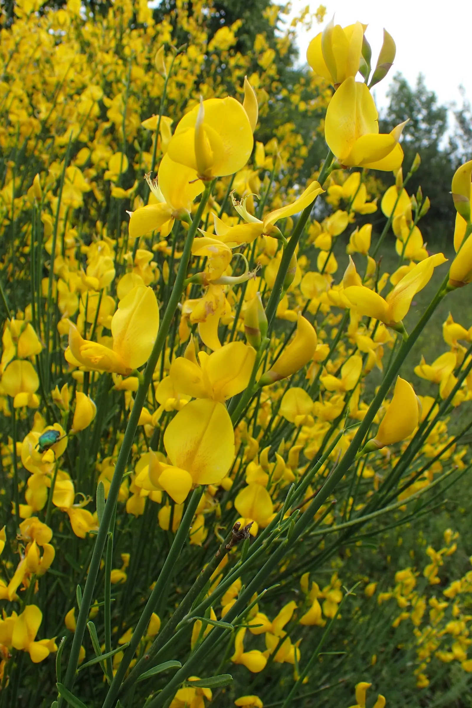 Spanish Broom (Spartium Junceum) — creating a vertical element in garden design.<br><br>This plant flaunts vibrant green; yellow flowers in the garden