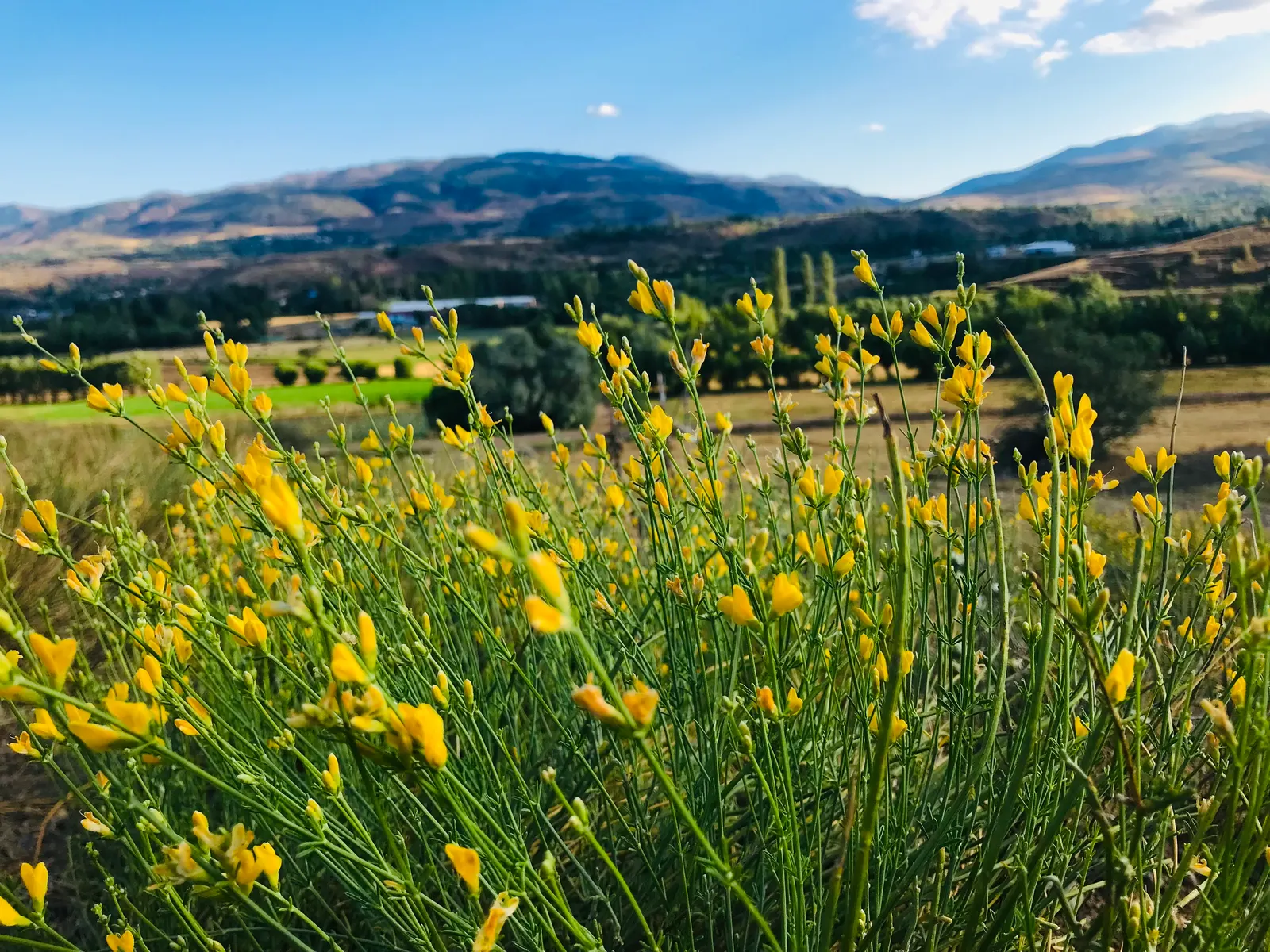 Spanish Broom (Spartium Junceum) — Recognized for its slender; rush-like stems that remain nearly leafless throughout the year, image 71