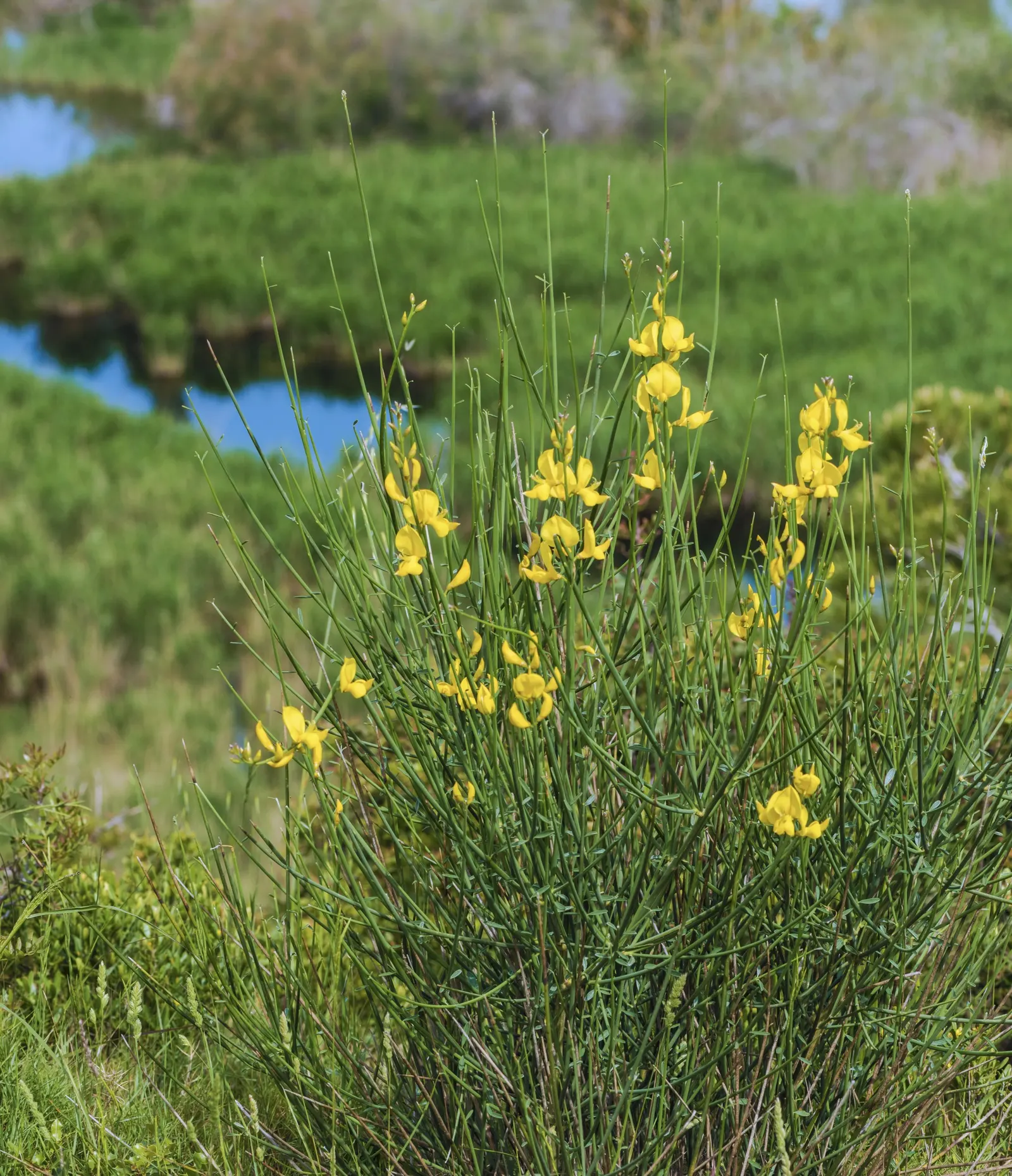 Spanish Broom (Spartium Junceum) — reducing water loss and making it highly adaptable to semi-arid conditions, image 81