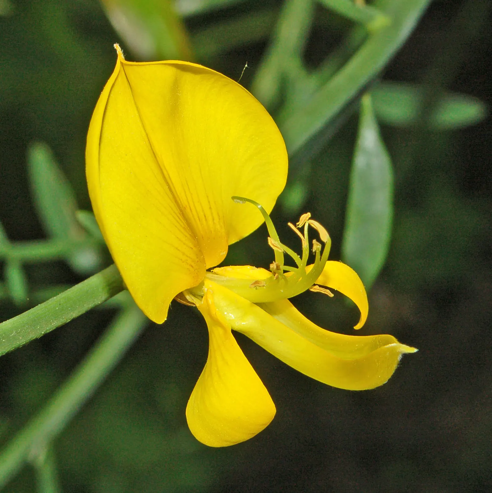 Spanish Broom (Spartium Junceum) — with a pH range of 6.0 to 7.5 preferred