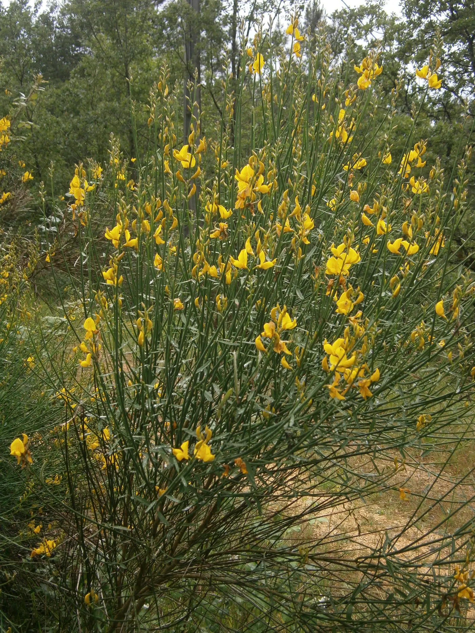 Spanish Broom (Spartium Junceum) — yellow flowers in the garden; this hardy plant thrives in full sun and well-drained soils, requiring minimal, image 67