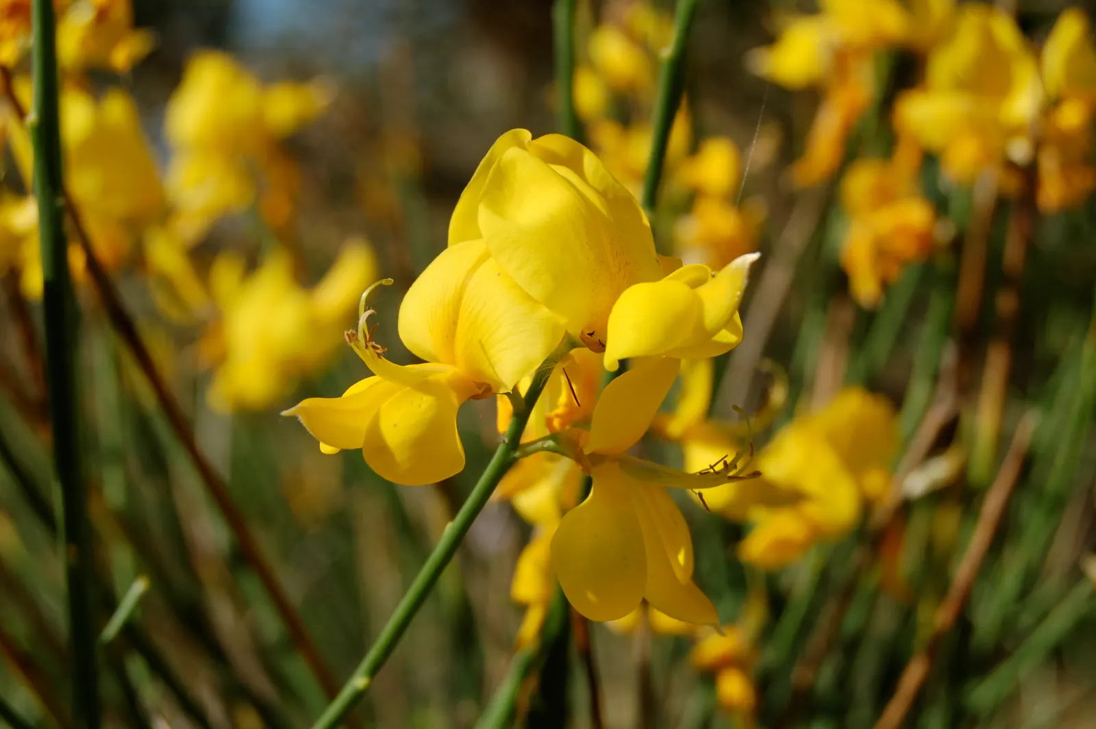 Spanish Broom (Spartium Junceum) — creating a vertical element in garden design.<br><br>This plant flaunts vibrant green; yellow flowers in the, image 56