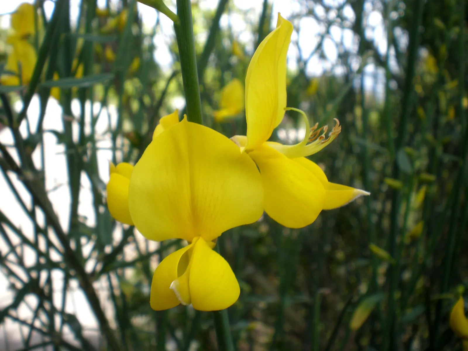 Spanish Broom (Spartium Junceum) — The Spanish Broom, or Spartium junceum, is a vigorous, evergreen shrub reaching heights of 6-10 feet; pea-like, image 47