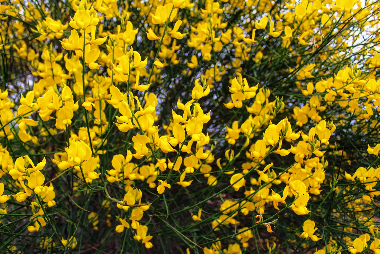 Spanish Broom (Spartium Junceum) — rush-like stems that remain nearly leafless throughout the year; it adds a splash of color to any landscape, image 57