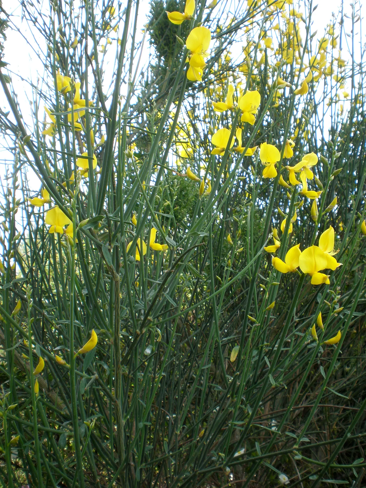 Spanish Broom (Spartium Junceum) — green stems and vibrant yellow; spanish Broom is an excellent selection for adding vertical accents