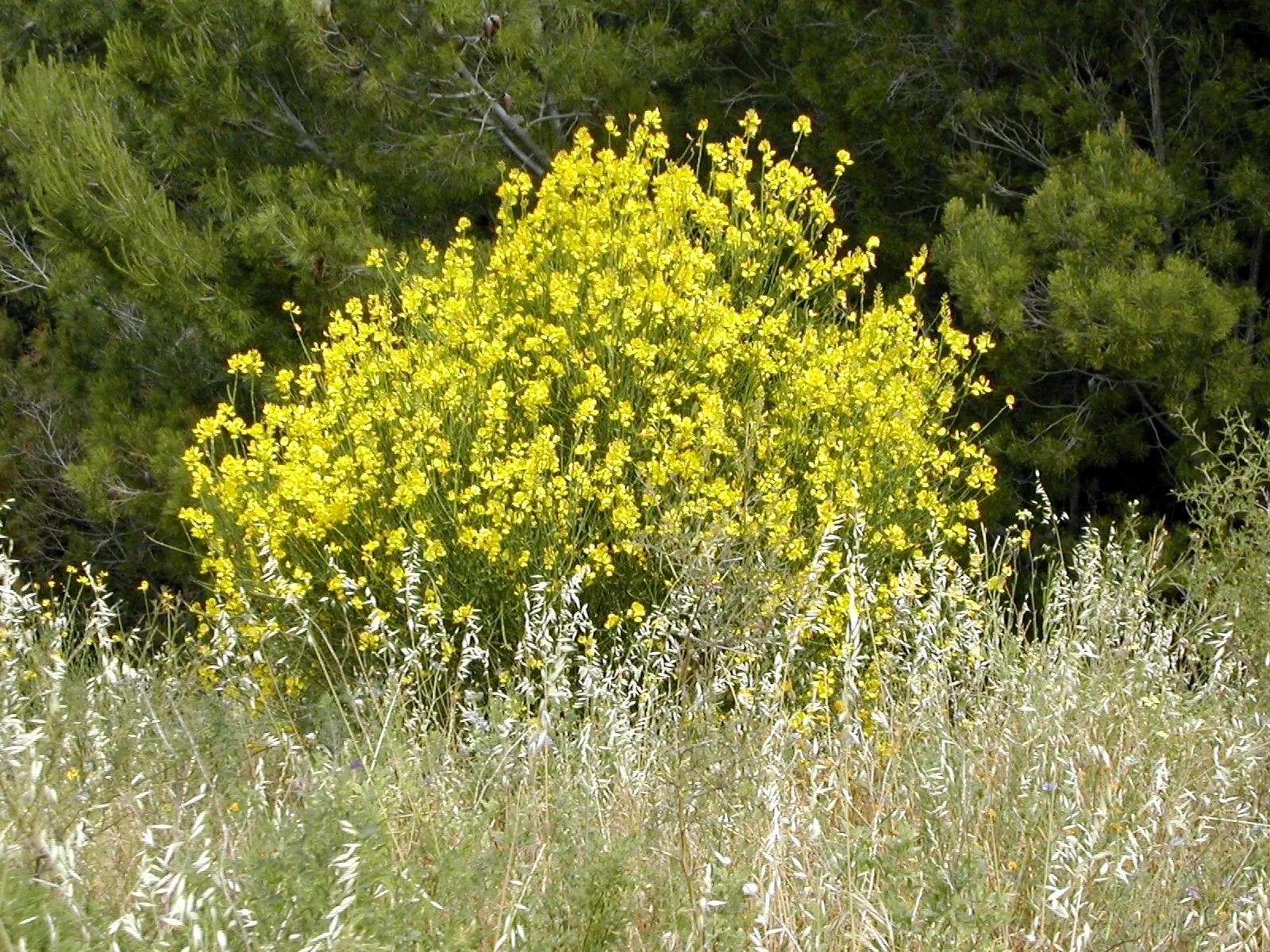 Spanish Broom (Spartium Junceum) — Come late spring to early summer; or providing erosion control on slopes, image 59