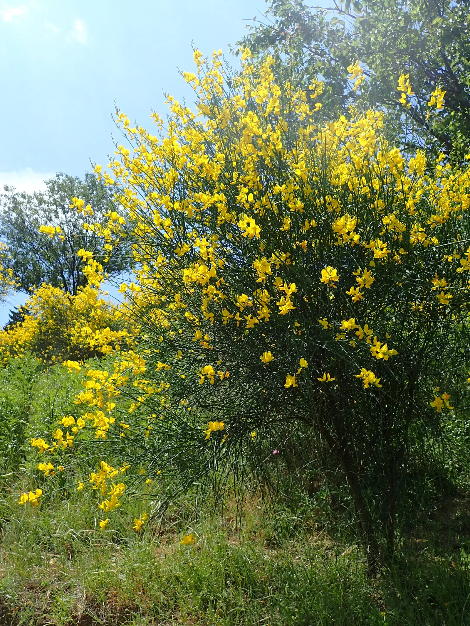 Spanish Broom (Spartium Junceum) — shrub for full; its aromatic presence and sunny disposition can enhance any garden palette and delight the senses