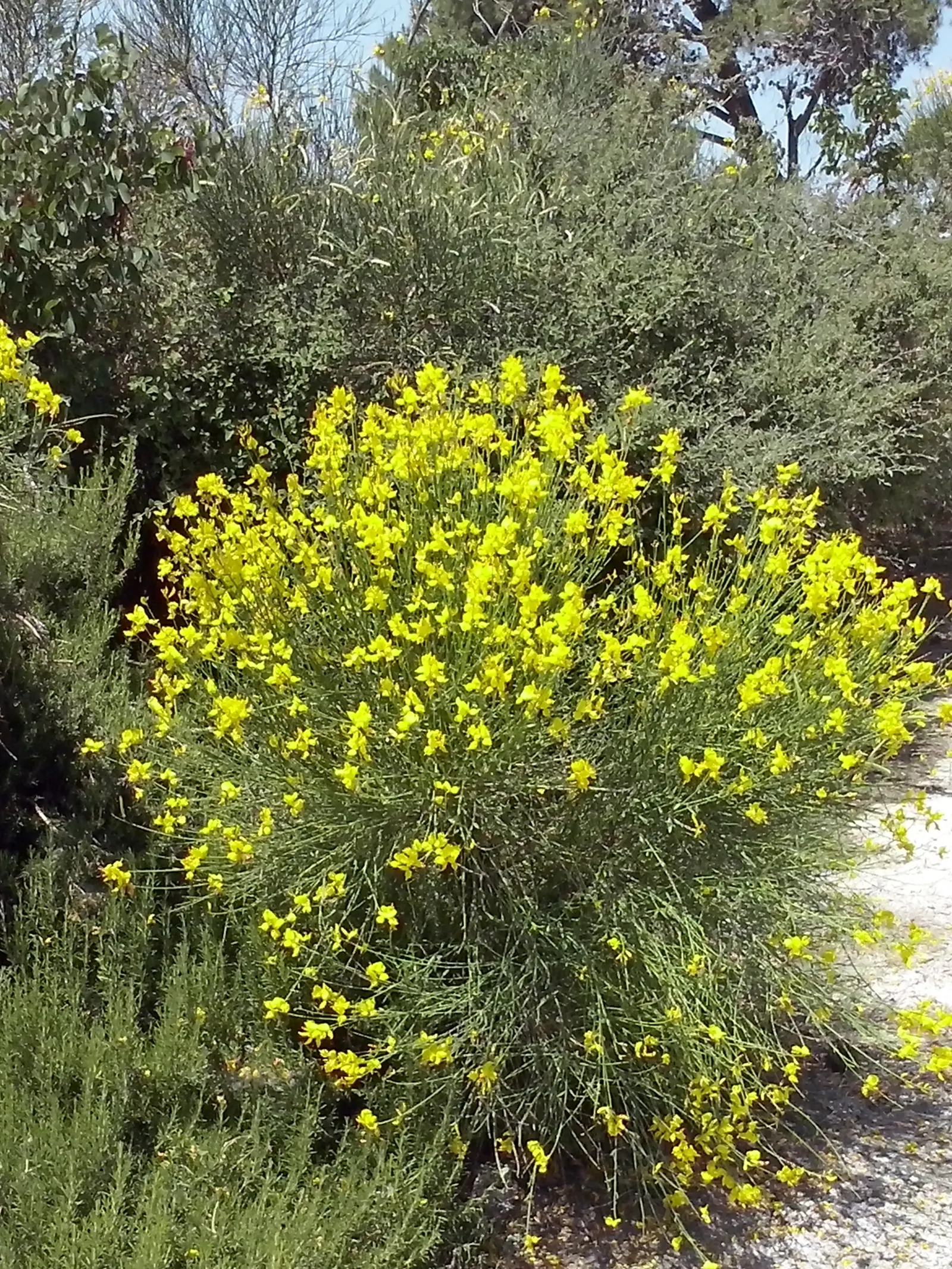 Spanish Broom (Spartium Junceum) — green stems and vibrant yellow