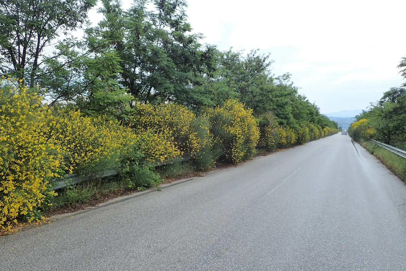 Spanish Broom (Spartium Junceum) — pea-like blooms in late spring to summer; recognized for its slender, image 73