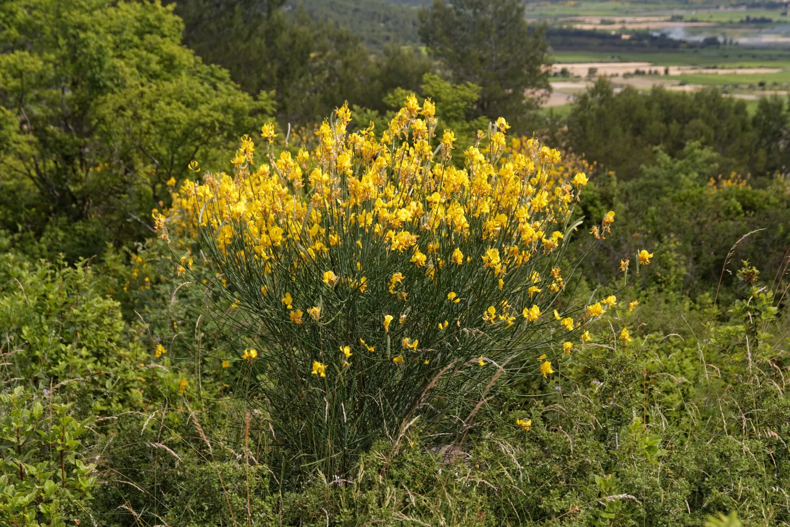 Spanish Broom (Spartium Junceum) — Come late spring to early summer; or providing erosion control on slopes