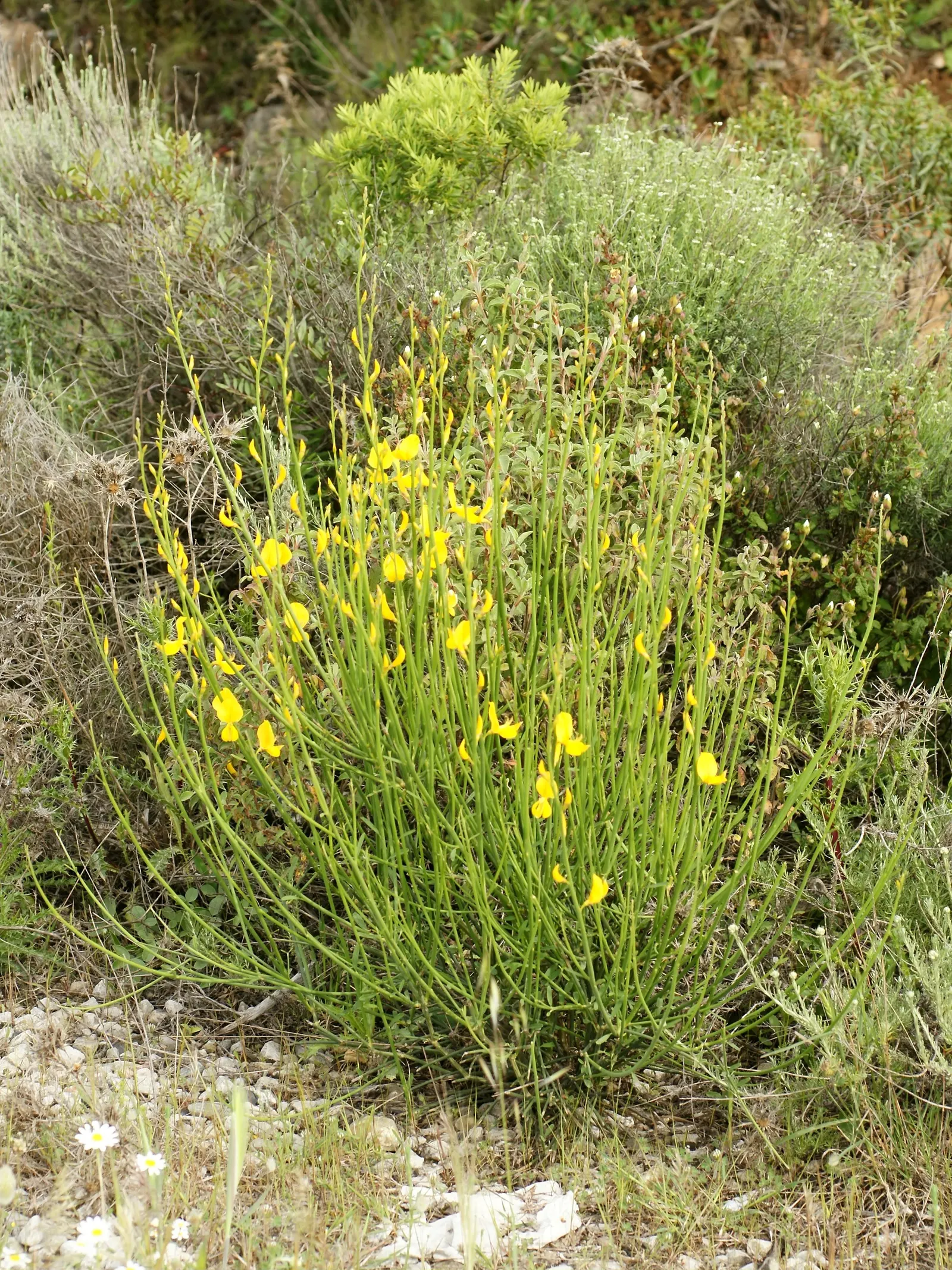 Spanish Broom (Spartium Junceum) — making it an ideal choice for sustainable landscape designs in regions with Mediterranean-like climates; ideal, image 77