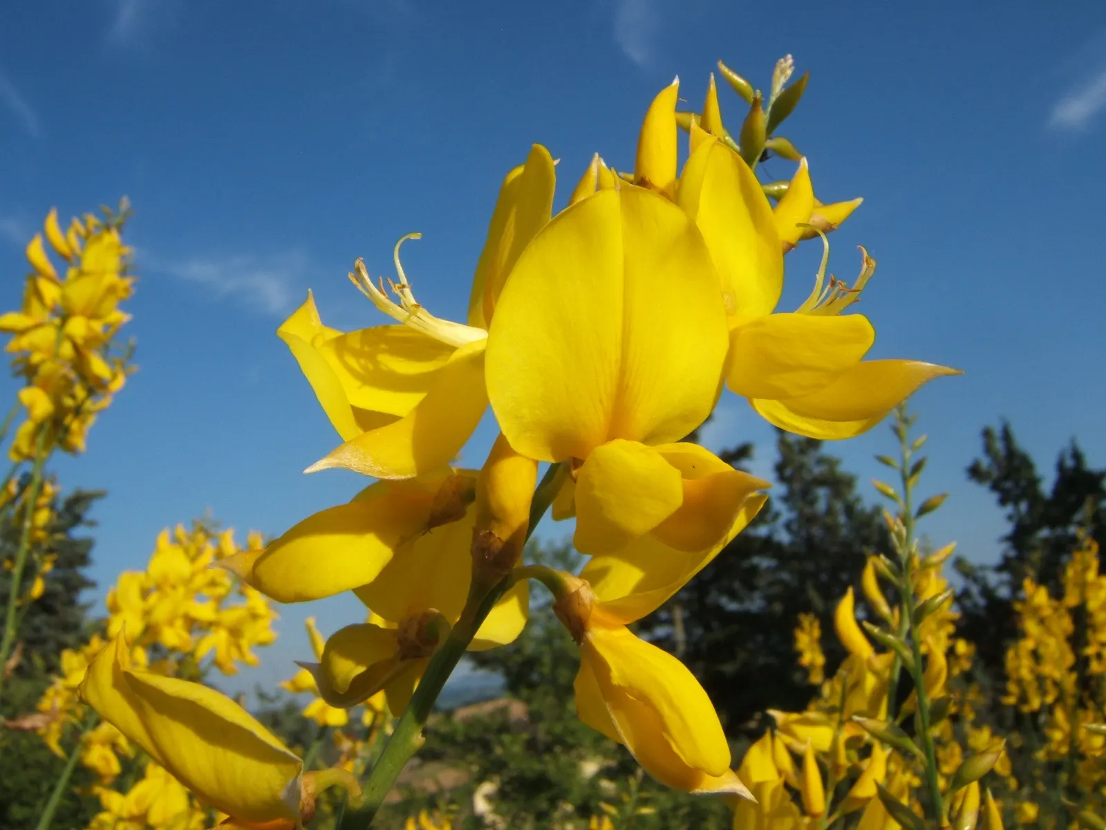 Spanish Broom (Spartium Junceum) — This hardy plant thrives in full sun and well-drained soils, requiring minimal water once established