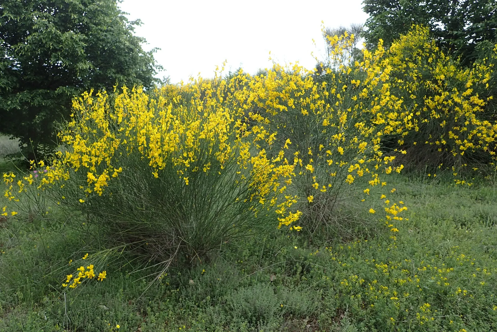 Spanish Broom (Spartium Junceum) — Spanish Broom is an excellent selection for adding vertical accents