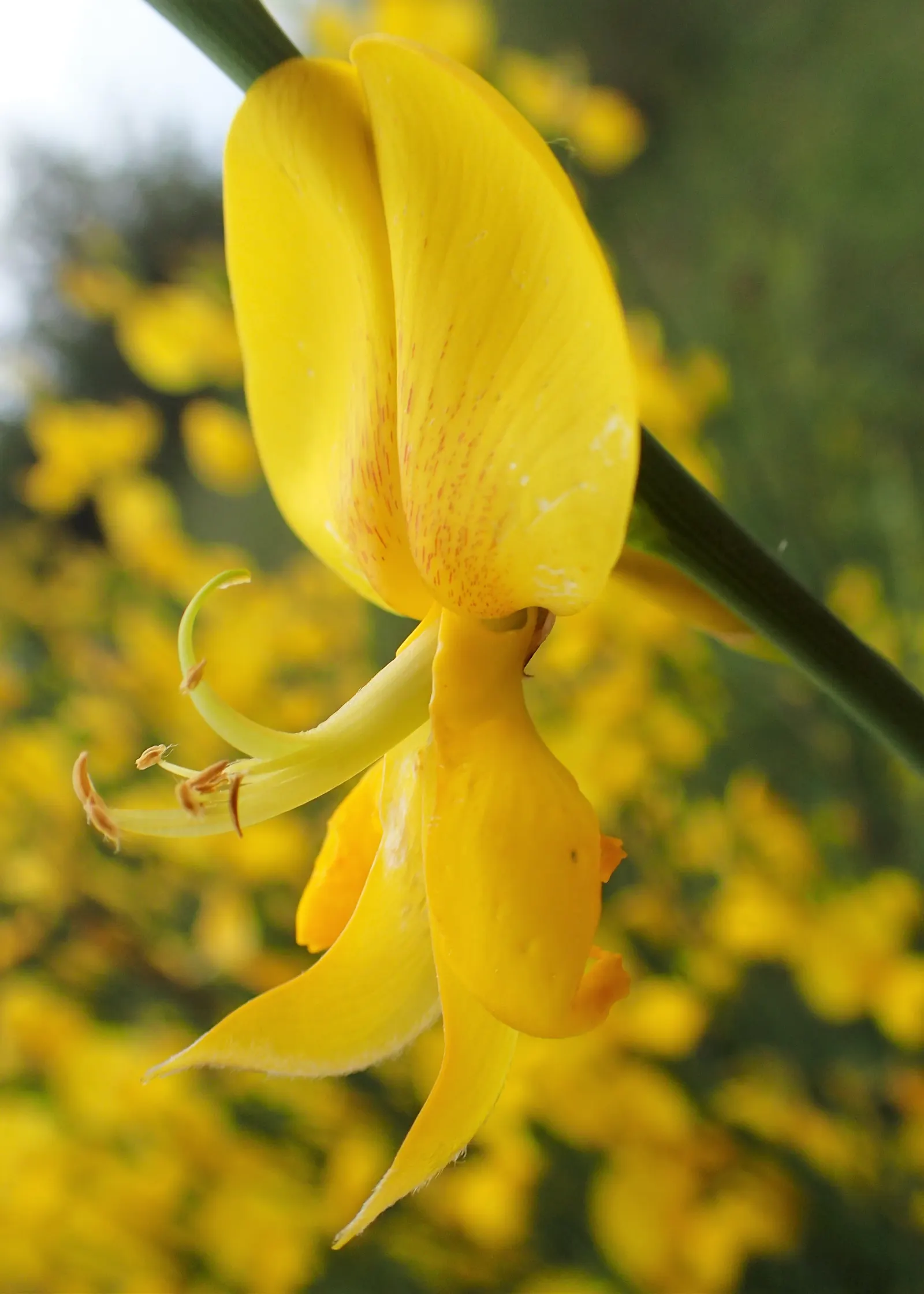 Spanish Broom (Spartium Junceum) — the Spanish Broom bursts into life with an abundance of bright yellow; green stems and vibrant yellow, image 60