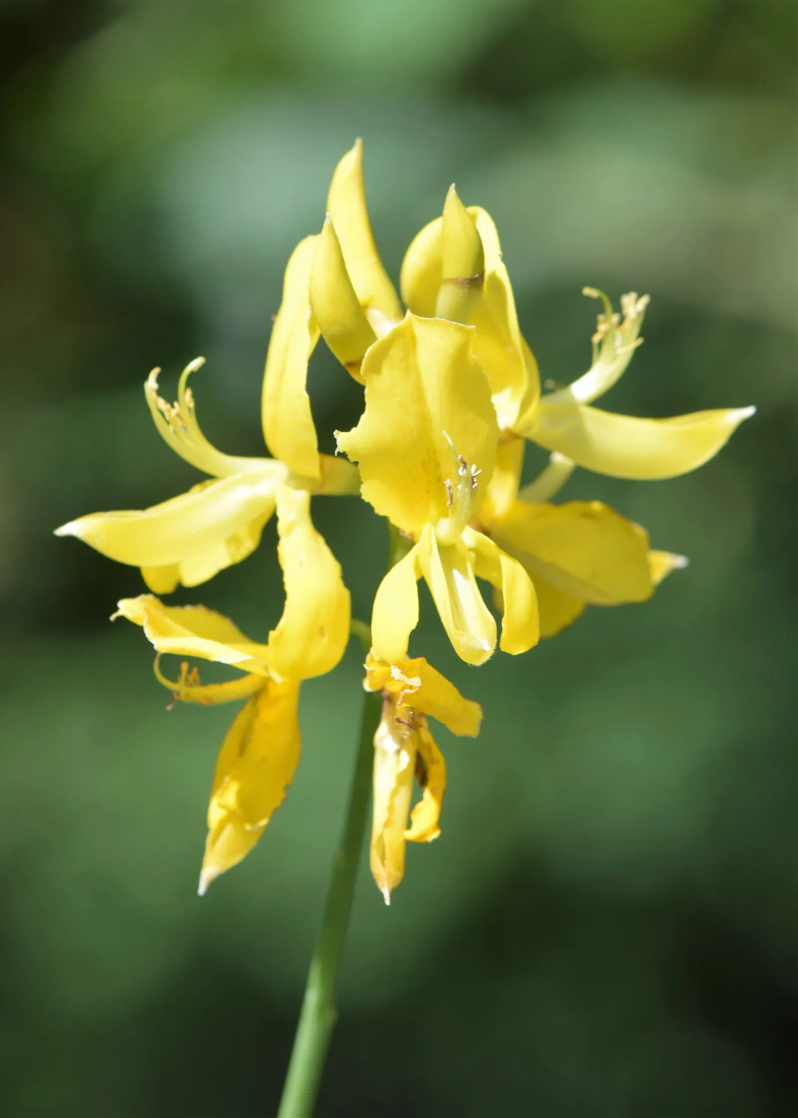 Spanish Broom (Spartium Junceum) — Its aromatic presence and sunny disposition can enhance any garden palette and delight the senses