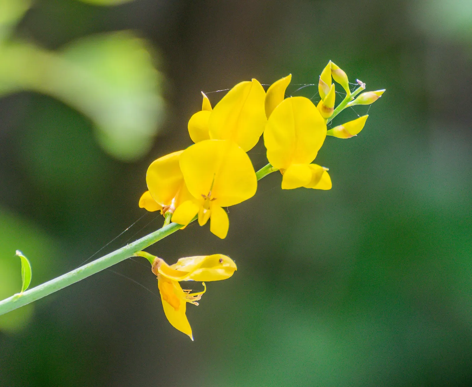 Spanish Broom (Spartium Junceum) — shrub with yellow blooms; come late spring to early summer, image 68