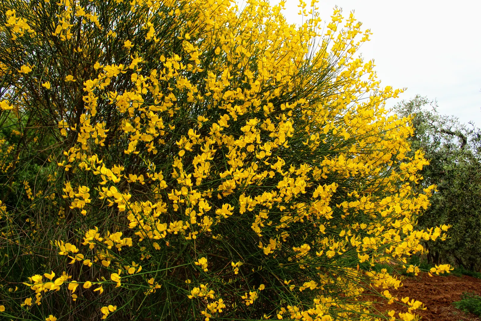 Spanish Broom (Spartium Junceum) — shrub for full; its aromatic presence and sunny disposition can enhance any garden palette and delight the senses, image 69