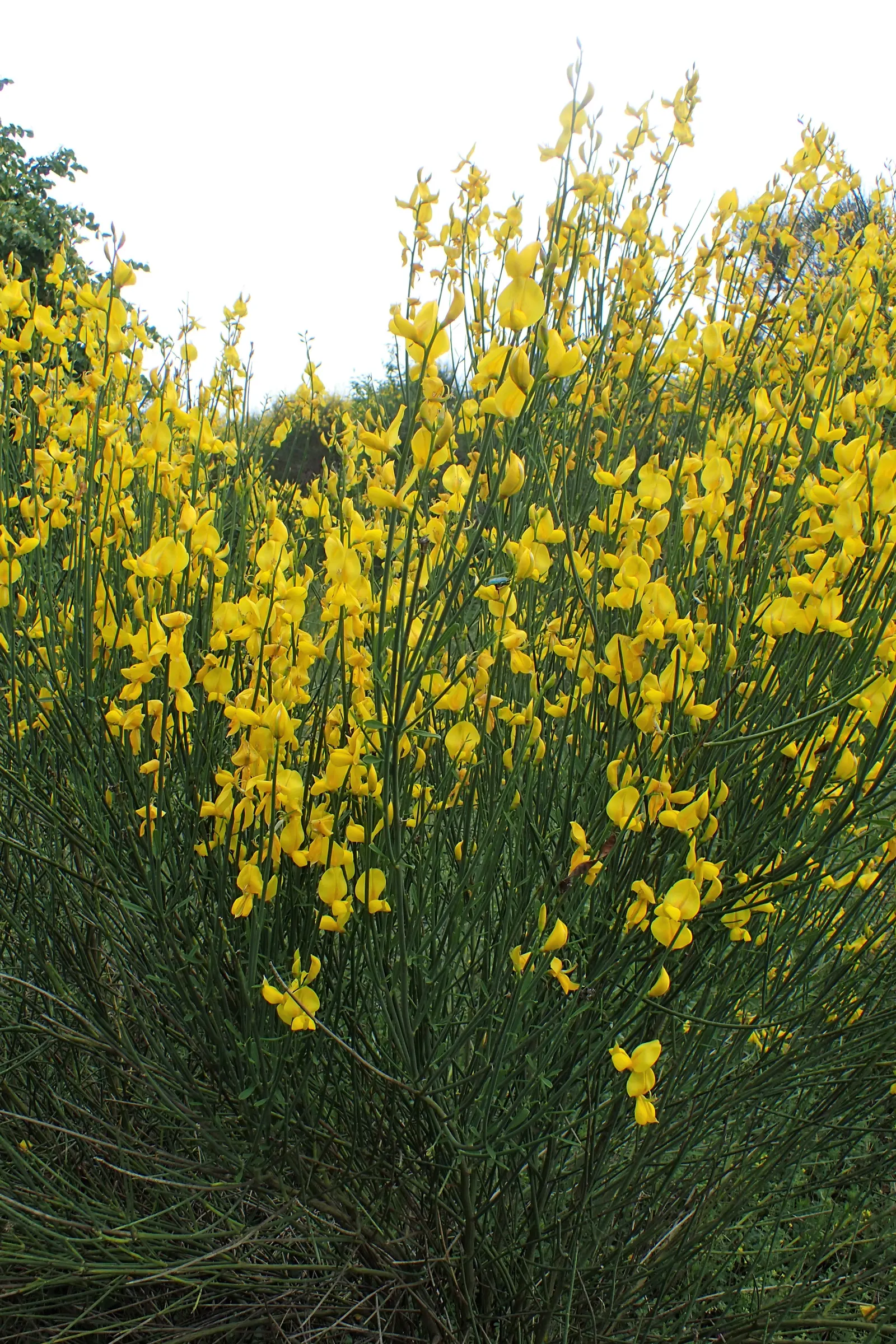 Spanish Broom (Spartium Junceum) — with a pH range of 6.0 to 7.5 preferred; the Spanish Broom, or Spartium junceum, is a vigorous, evergreen shrub reaching