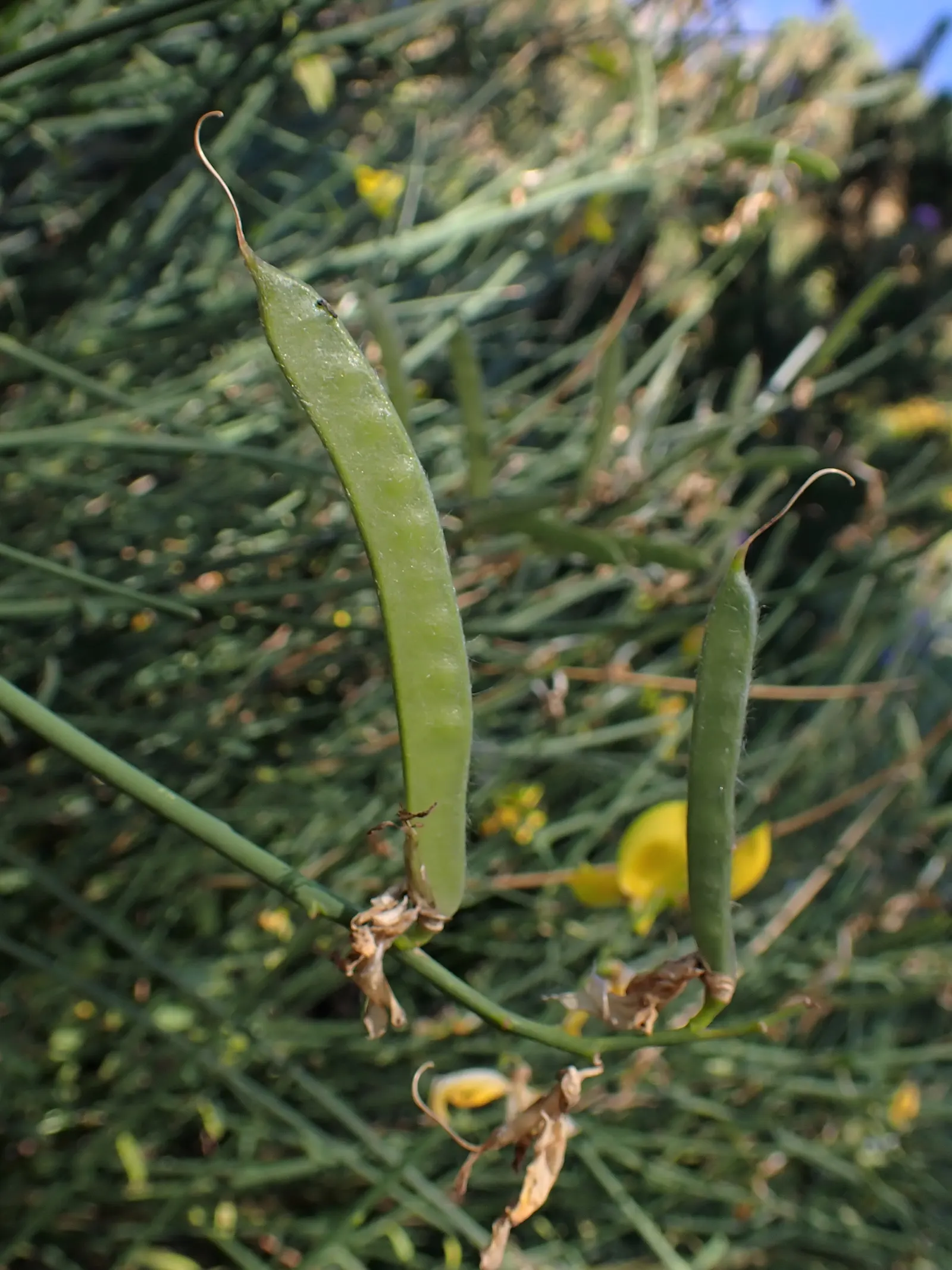 Spanish Broom (Spartium Junceum) — Come late spring to early summer