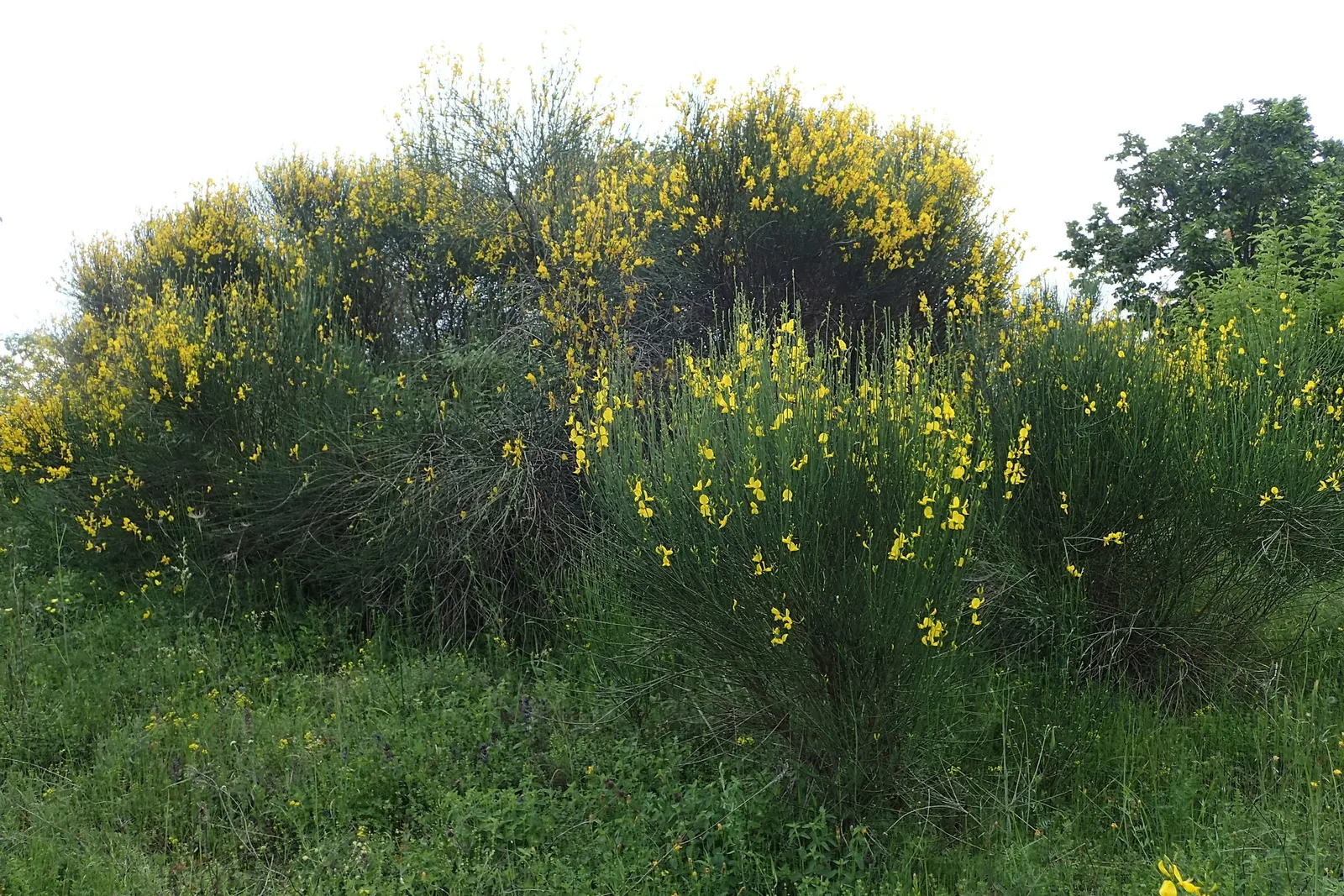 Spanish Broom (Spartium Junceum) — the Spanish Broom bursts into life with an abundance of bright yellow; green stems and vibrant yellow