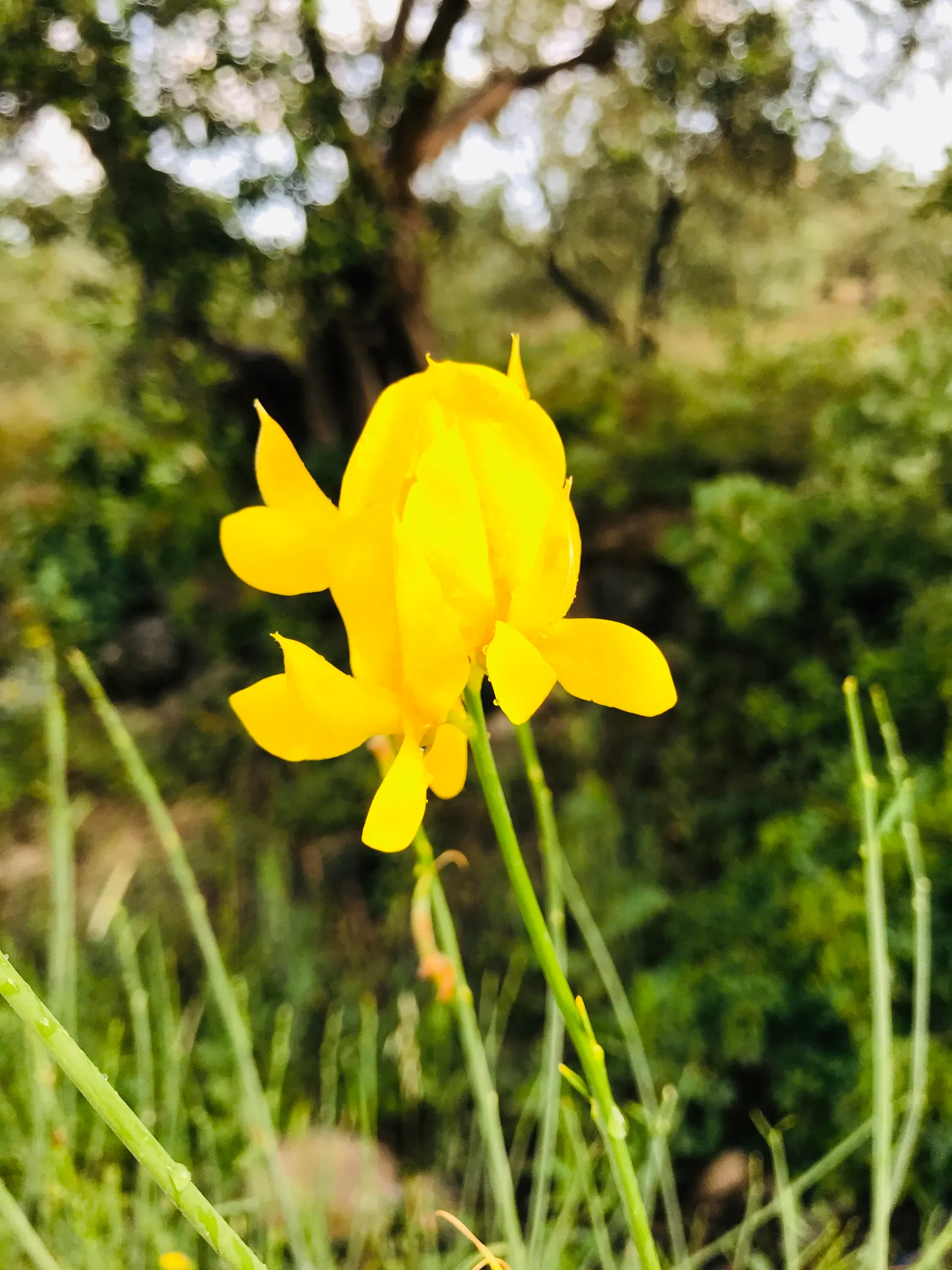 Spanish Broom (Spartium Junceum) — Recognized for its slender; rush-like stems that remain nearly leafless throughout the year, image 48