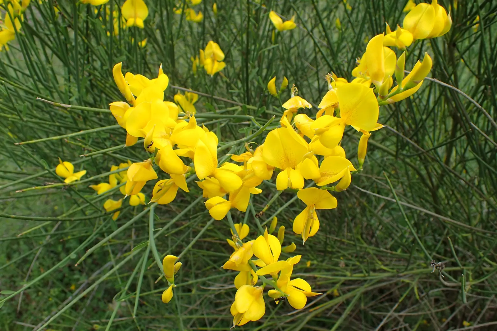 Spanish Broom (Spartium Junceum) — pea-like blooms in late spring to summer; recognized for its slender