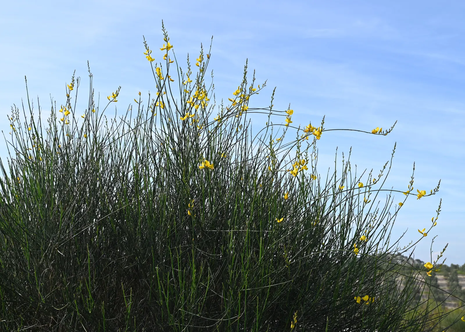 Spanish Broom (Spartium Junceum) — It typically grows to an impressive height of 6 to 10 feet with an average spread of 4 to 6 feet