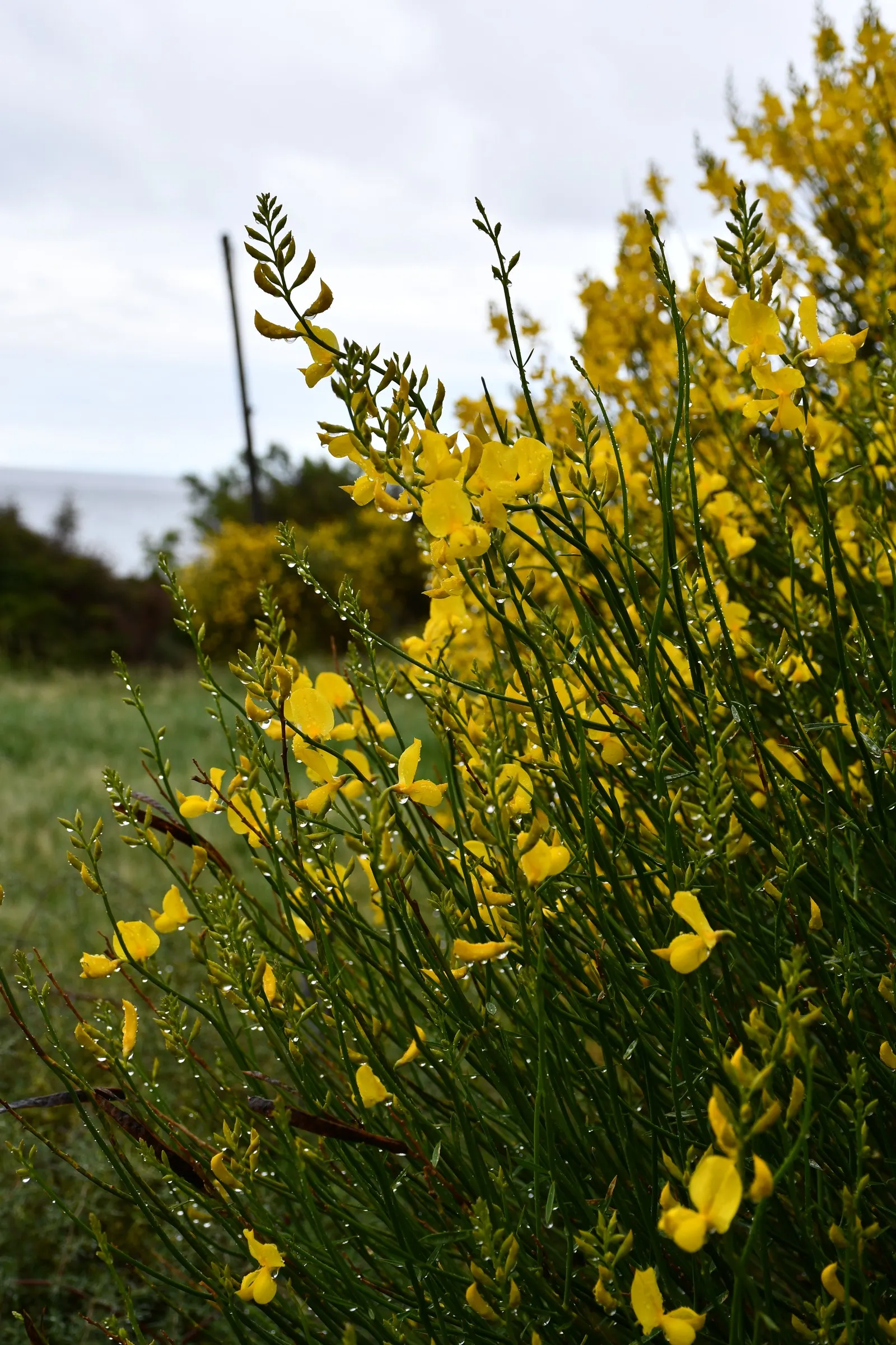 Spanish Broom (Spartium Junceum) — making it an ideal choice for sustainable landscape designs in regions with Mediterranean-like climates