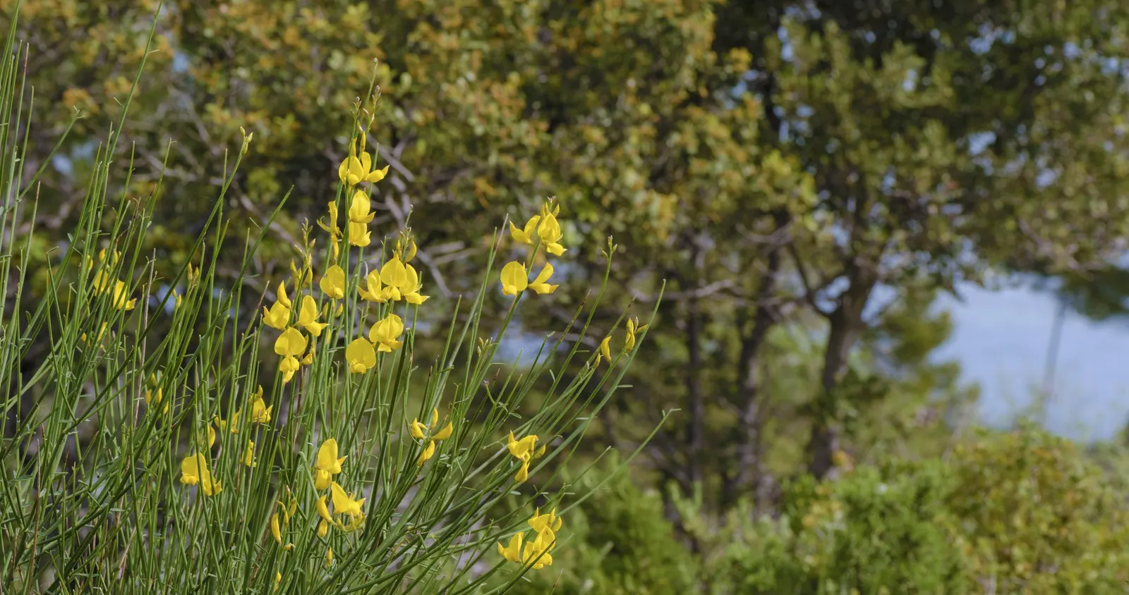 Spanish Broom (Spartium Junceum) — Recognized for its slender