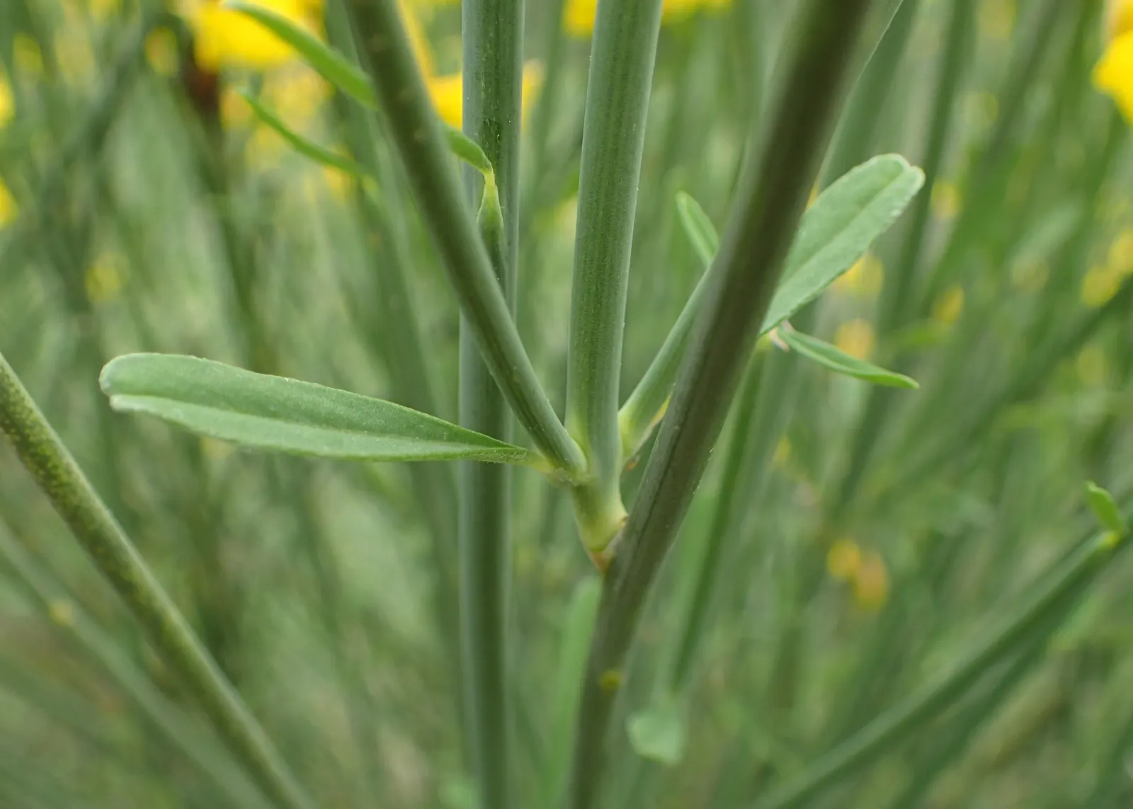 Spanish Broom (Spartium Junceum) — creating a vertical element in garden design.<br><br>This plant flaunts vibrant green