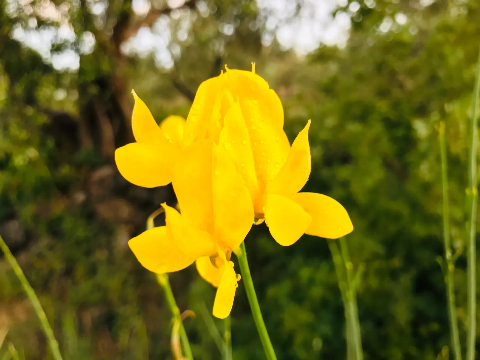 Spanish Broom (Spartium Junceum) — This hardy plant thrives in full sun and well-drained soils, requiring minimal water once established; spanish, image 52
