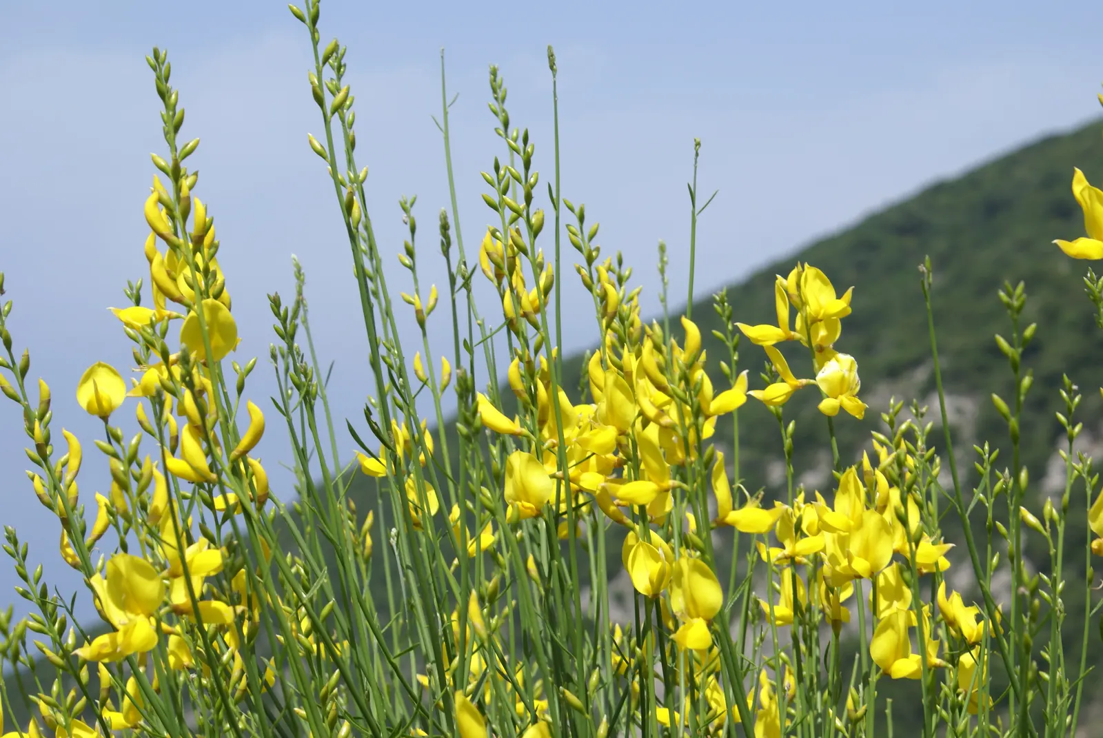 Spanish Broom (Spartium Junceum) — green stems and vibrant yellow; spanish Broom is an excellent selection for adding vertical accents, image 72
