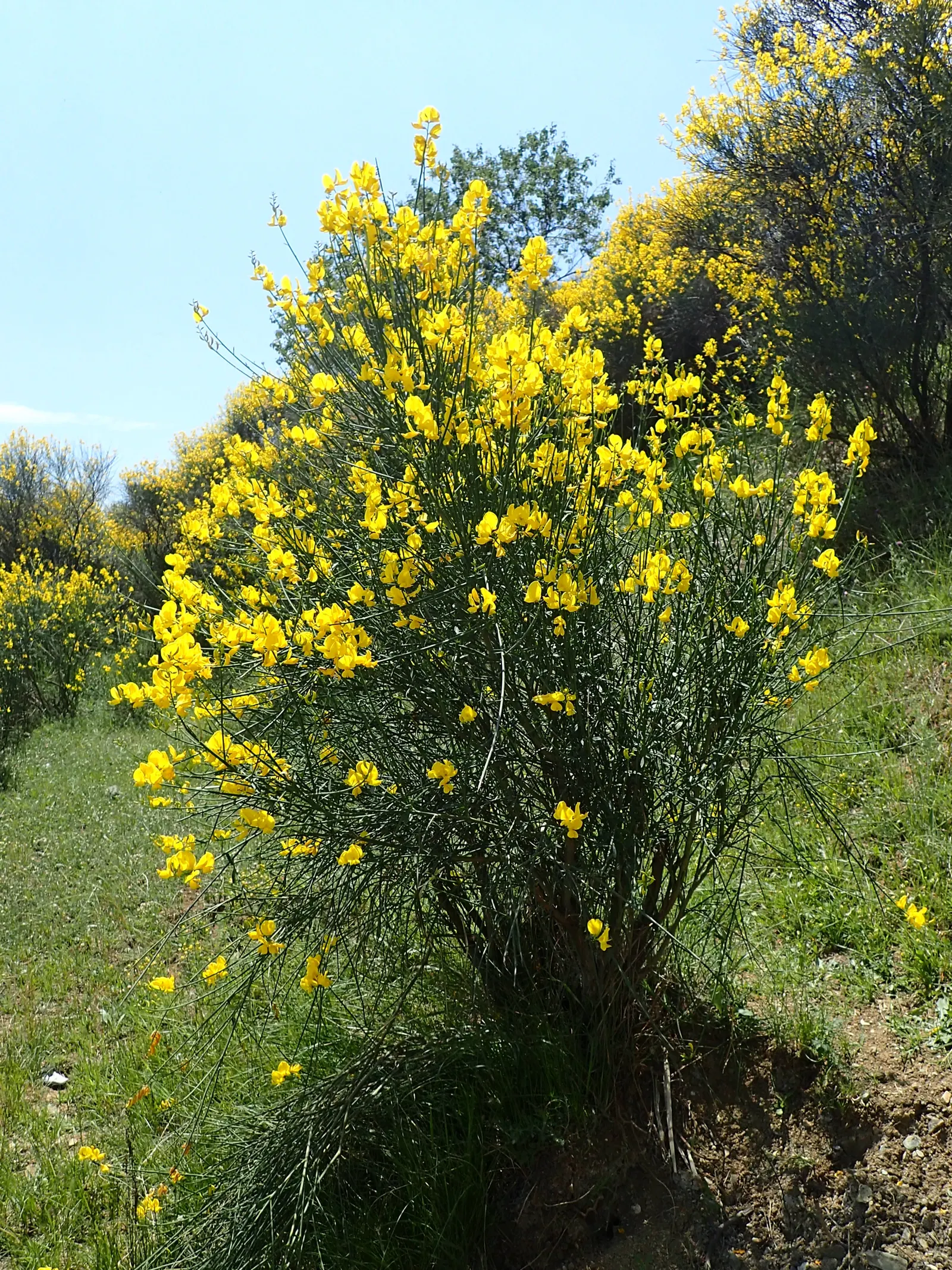 Spanish Broom (Spartium Junceum) — it adds a splash of color to any landscape; it typically grows to an impressive height of 6 to 10 feet with an, image 51