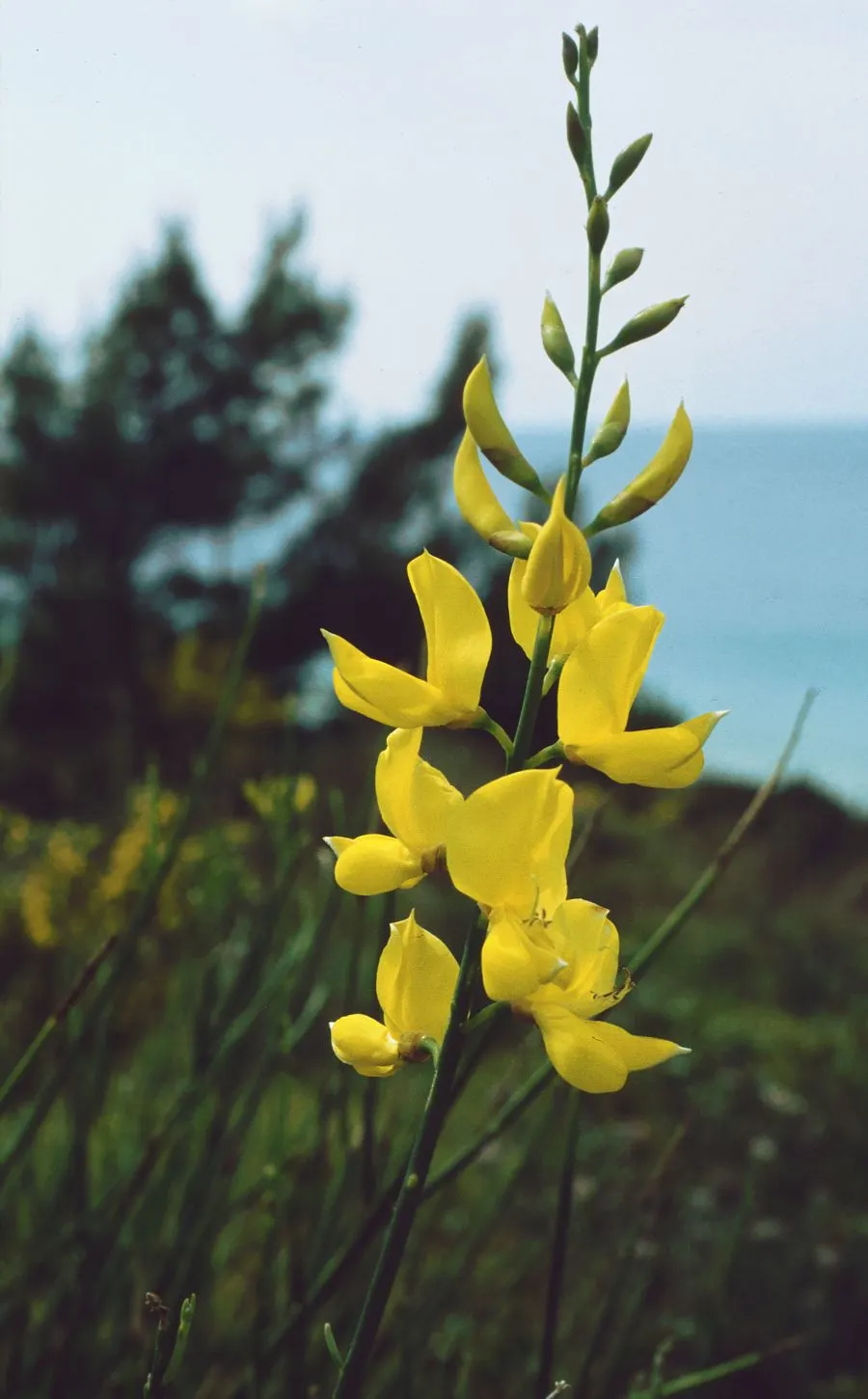 Spanish Broom (Spartium Junceum) — Ideal for low-maintenance areas or as an ornamental feature for drought-tolerant gardens; shrub for full, image 76