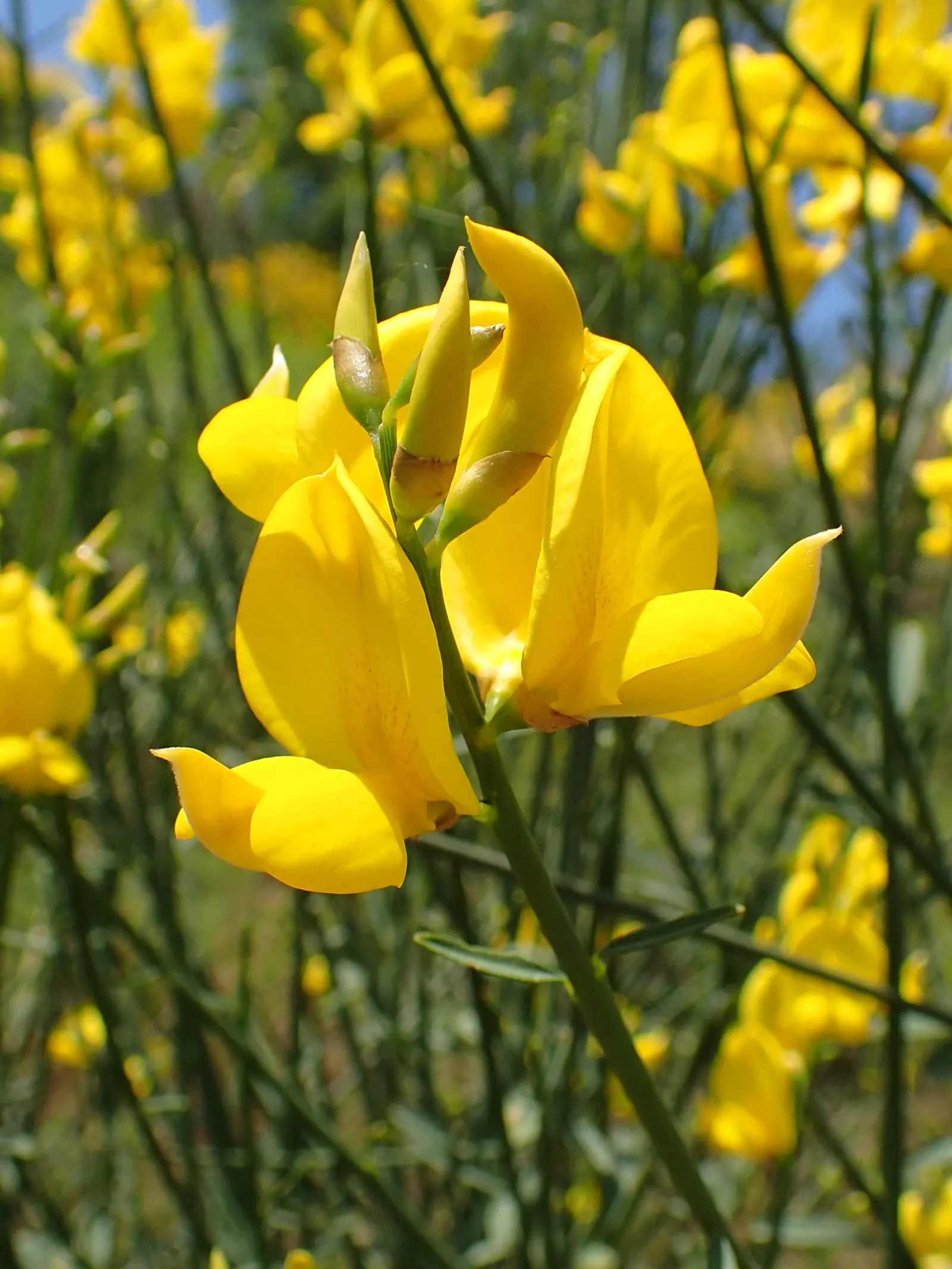 Spanish Broom (Spartium Junceum) — requiring well-drained soil to prevent root rot; creating a vertical element in garden design.<br><br>This plant flaunts