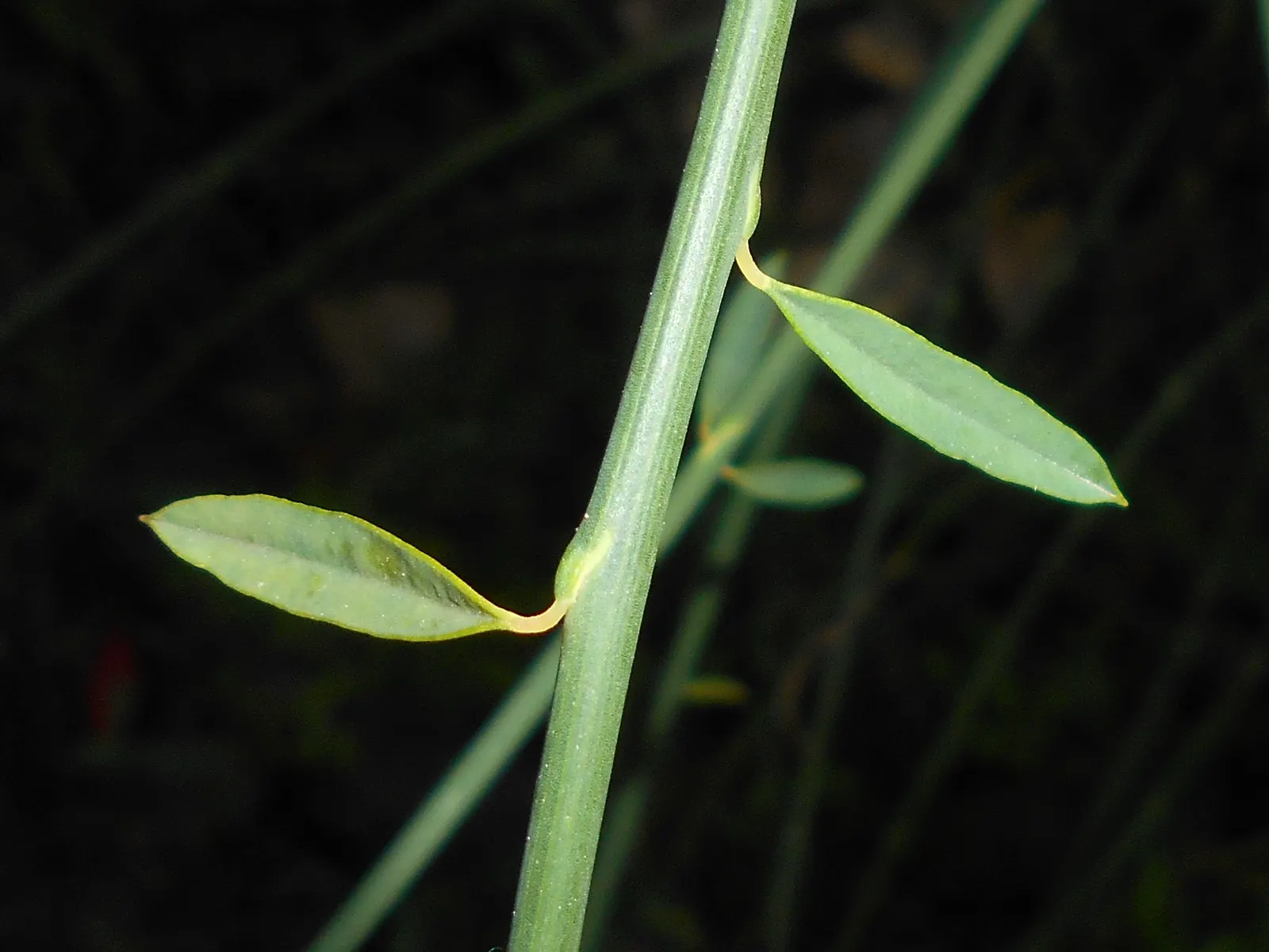 Spanish Broom (Spartium Junceum) — rush-like stems that remain nearly leafless throughout the year; it adds a splash of color to any landscape, image 80