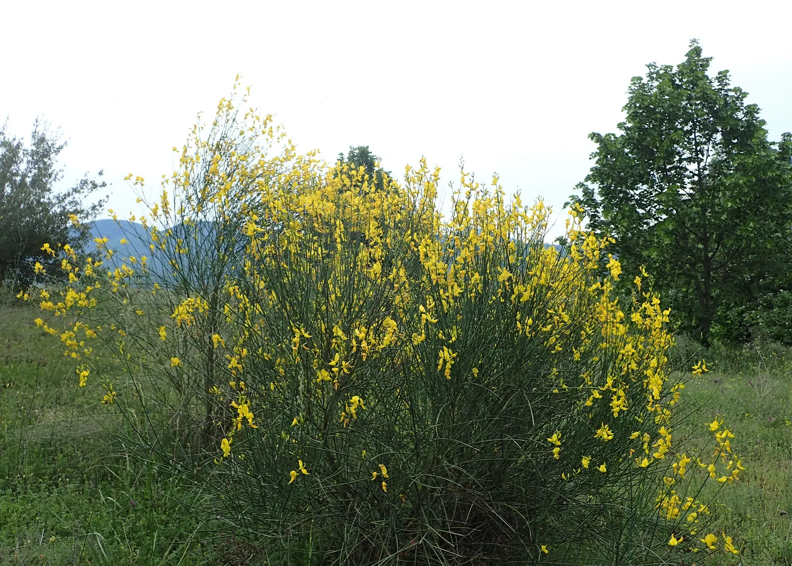 Spanish Broom (Spartium Junceum) — shrub for full