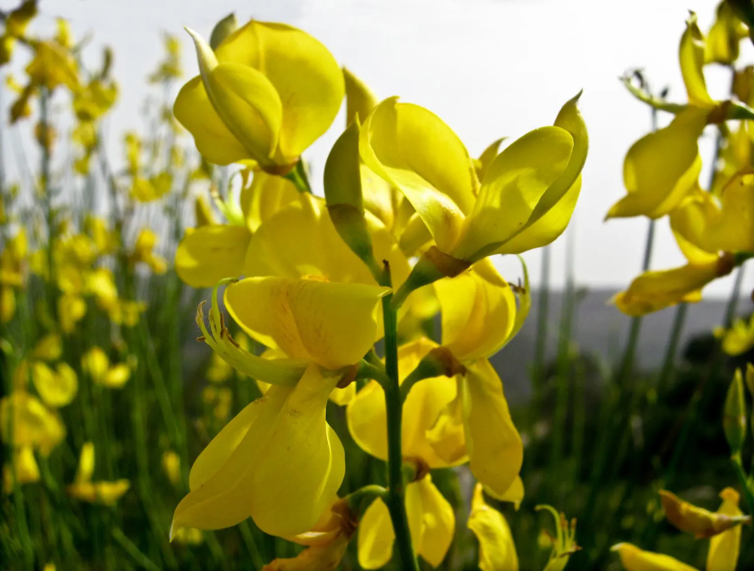 Spanish Broom (Spartium Junceum) — It typically grows to an impressive height of 6 to 10 feet with an average spread of 4 to 6 feet; the Spanish, image 55