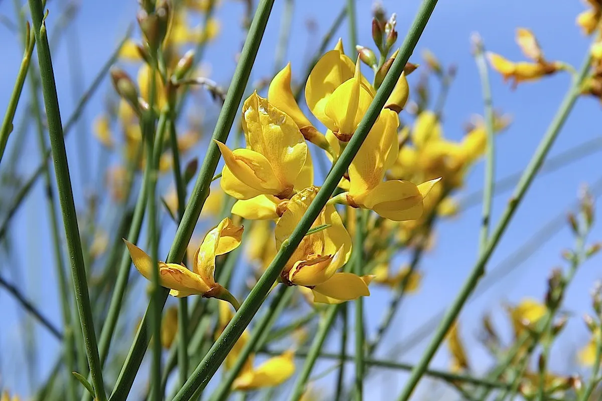 Spanish Broom (Spartium Junceum) — It typically grows to an impressive height of 6 to 10 feet with an average spread of 4 to 6 feet; the Spanish, image 78