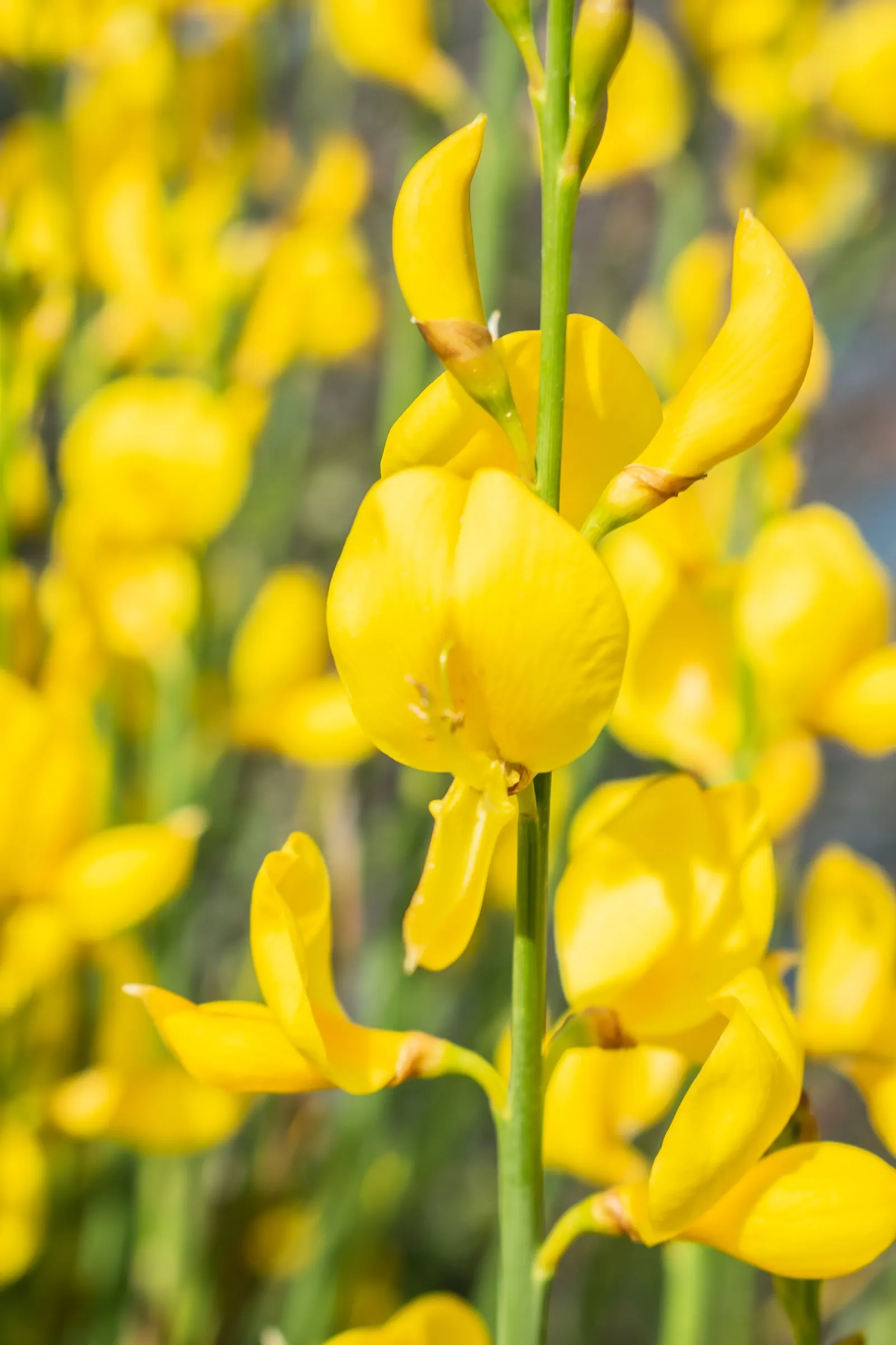 Spanish Broom (Spartium Junceum) — or providing erosion control on slopes; requiring well-drained soil to prevent root rot