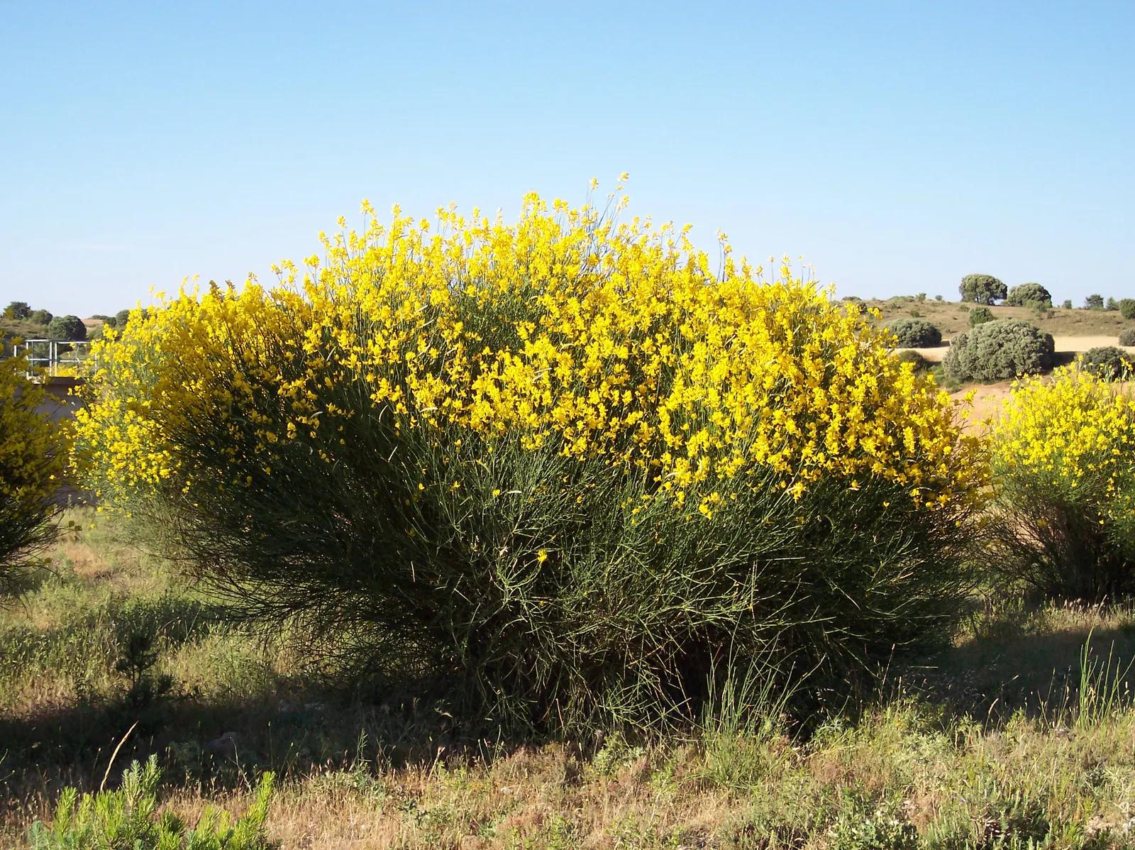 Spanish Broom (Spartium Junceum) — Spanish Broom requires little pruning and can withstand poor soil conditions and coastal sea spray