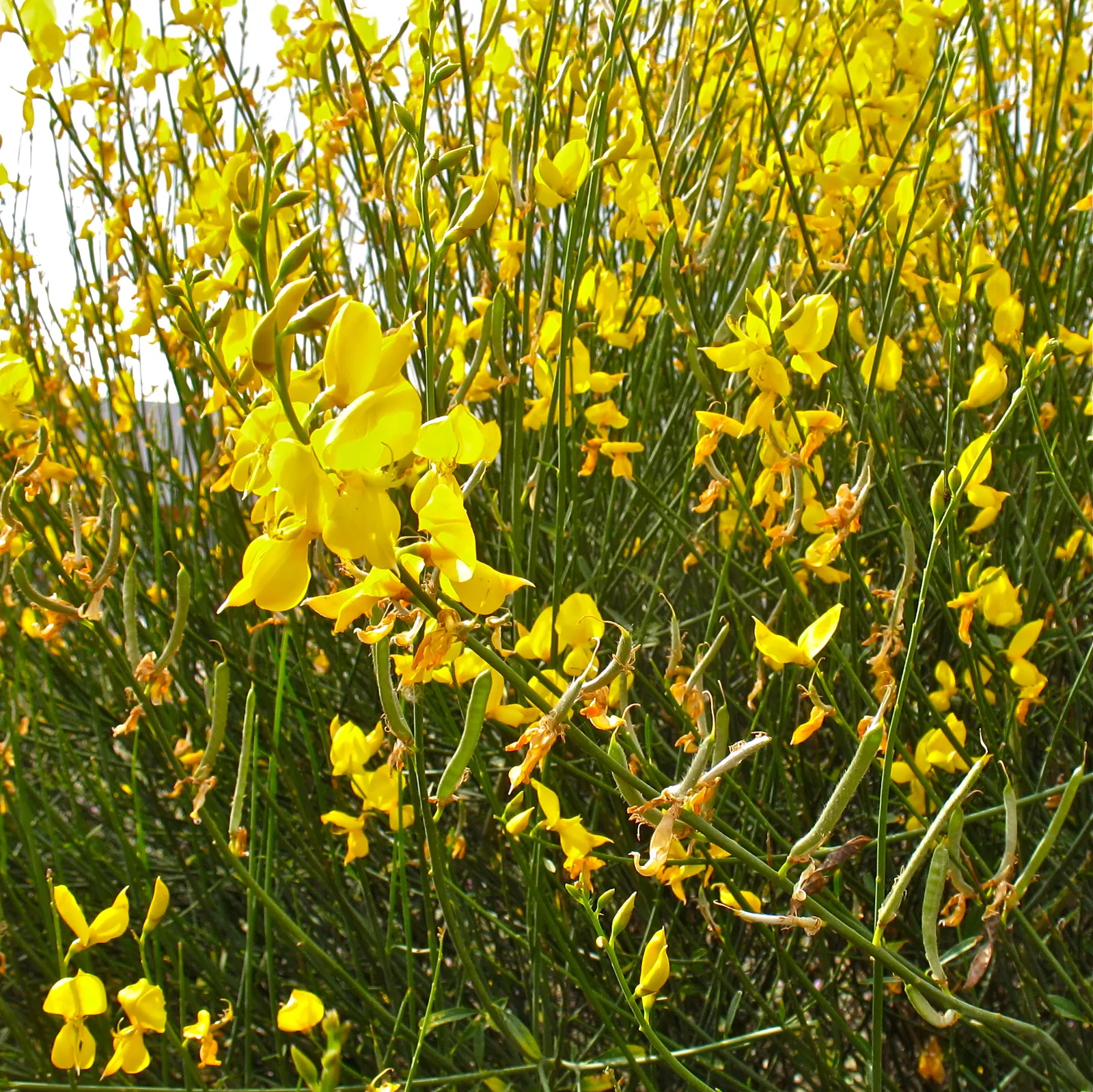 Spanish Broom (Spartium Junceum) — reducing water loss and making it highly adaptable to semi-arid conditions, image 58